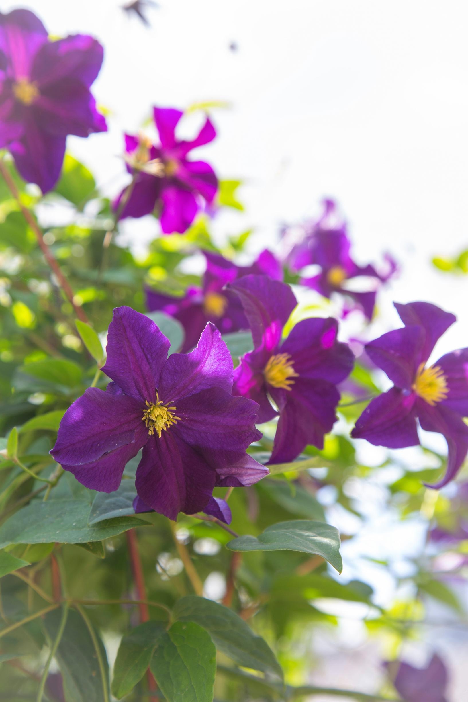 clematis 'Rouge Cardinal'