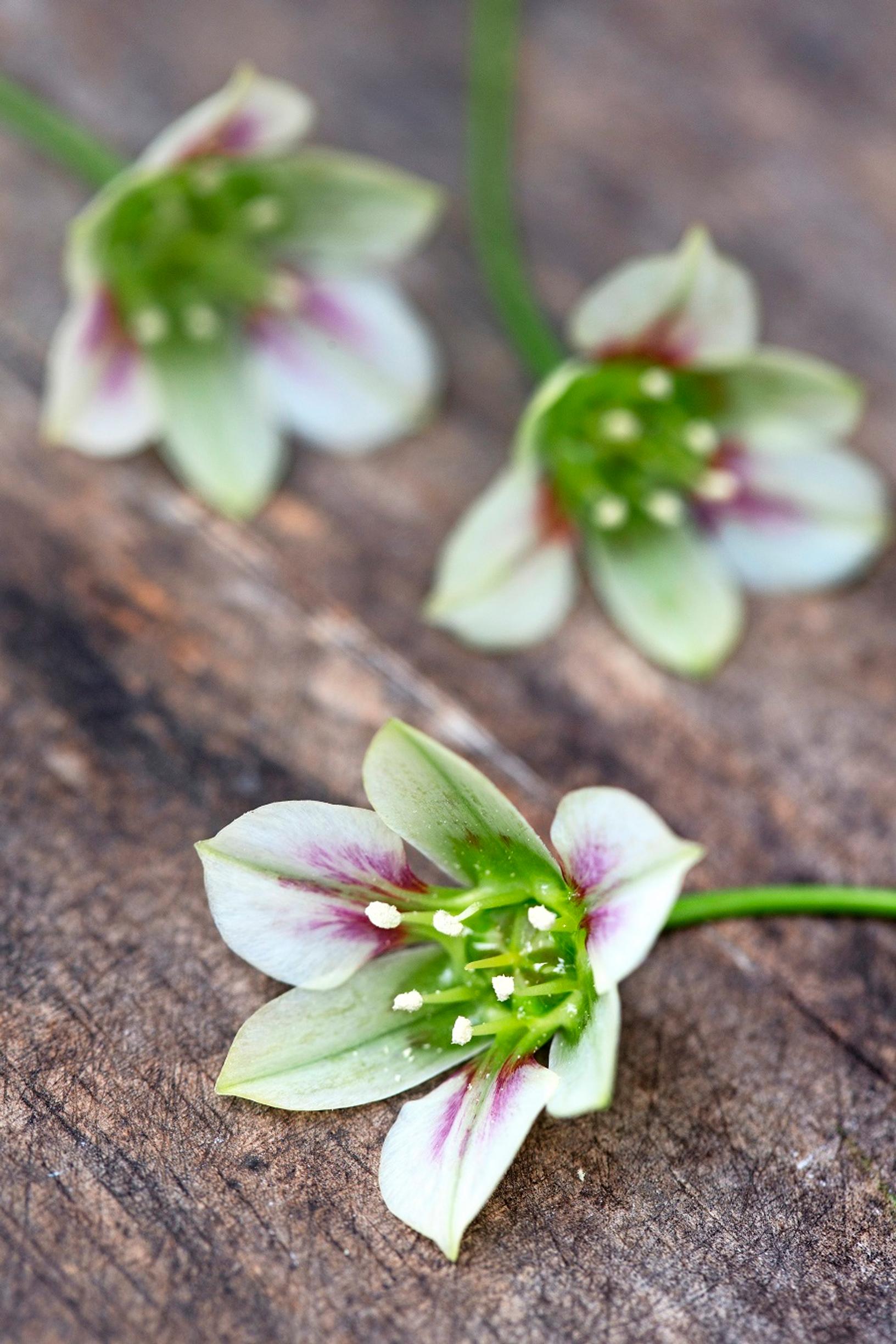 How to grow alliums