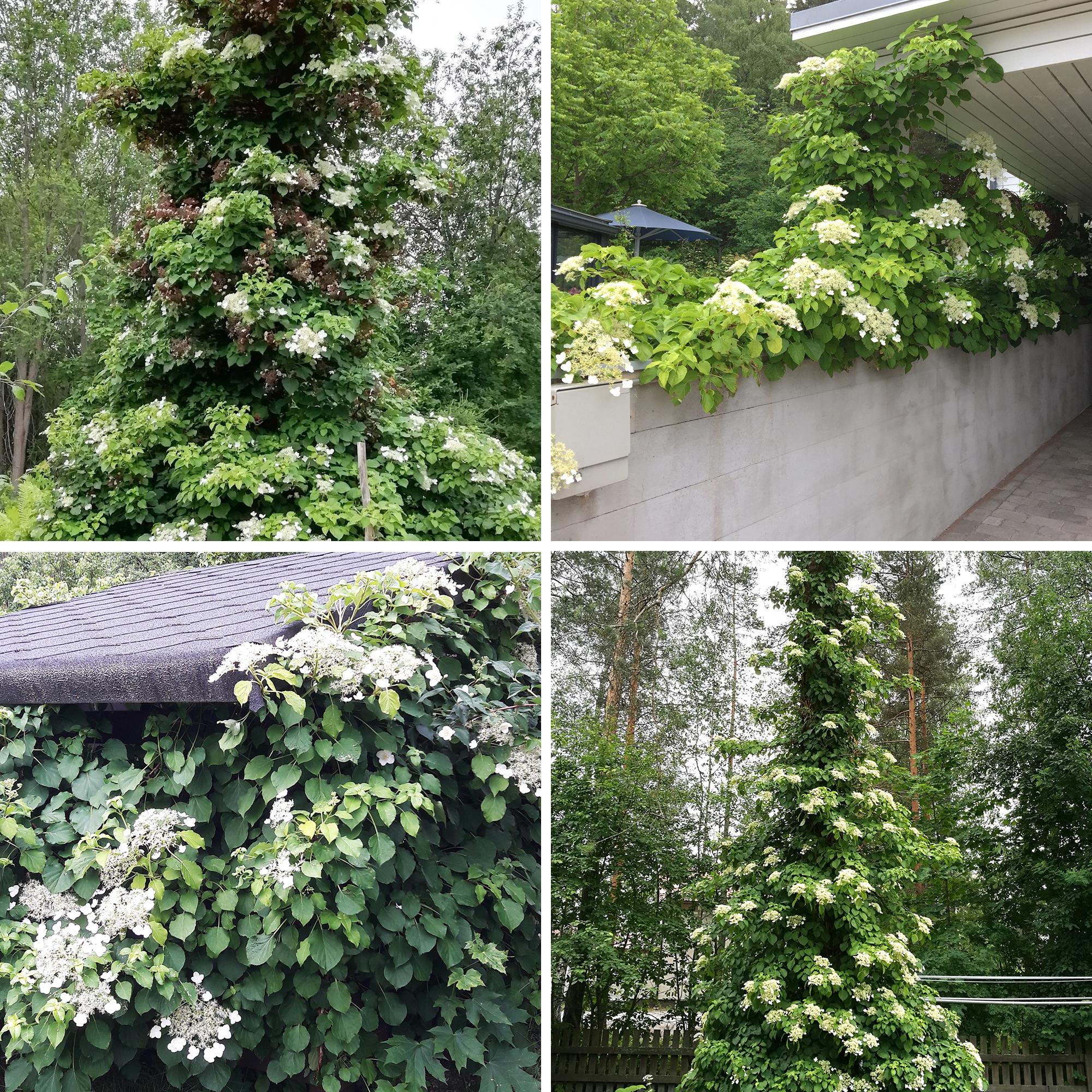These wild climbing hydrangeas have a life of their own—and easily hide your trash or car shelter