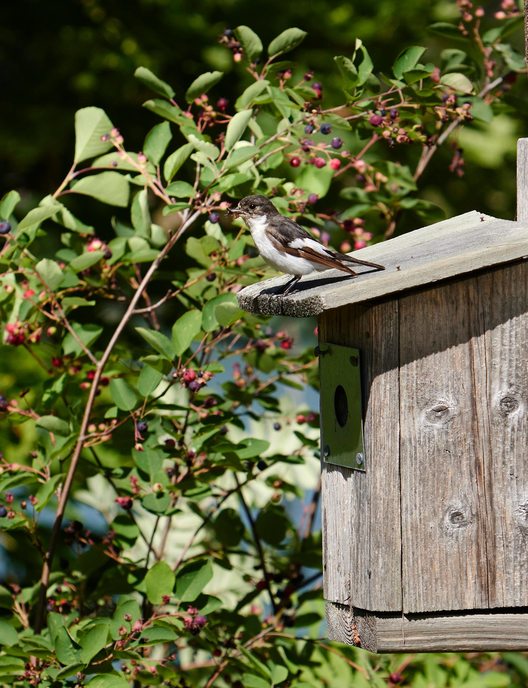 a pied flycatcher on top of a birdhouse, red berries in the background