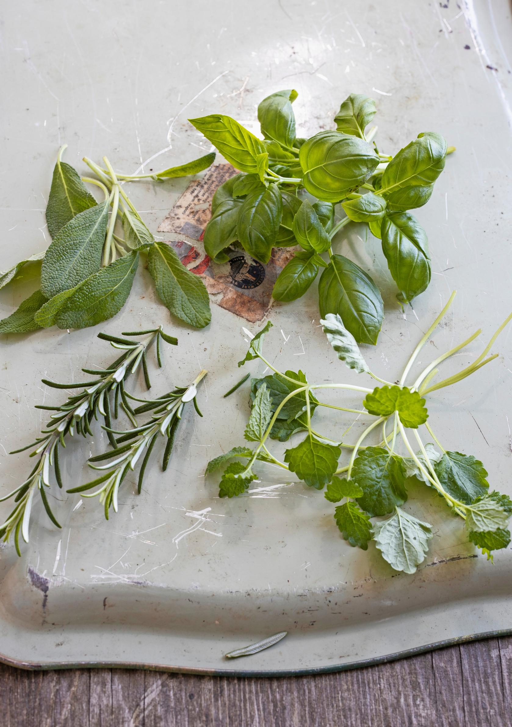 Sage, basil, rosemary, and Moroccan mint cuttings.