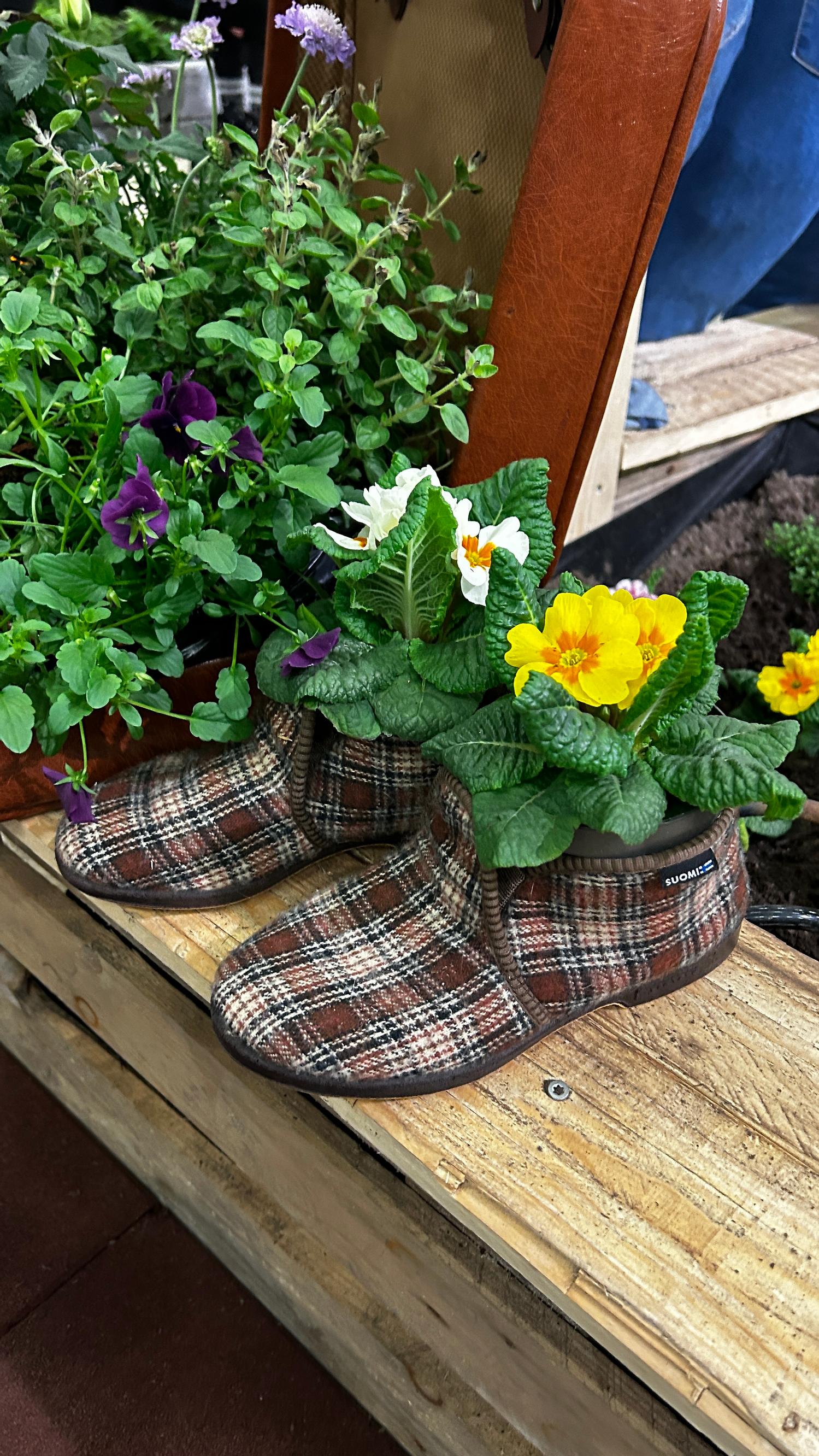 Primroses planted in slippers