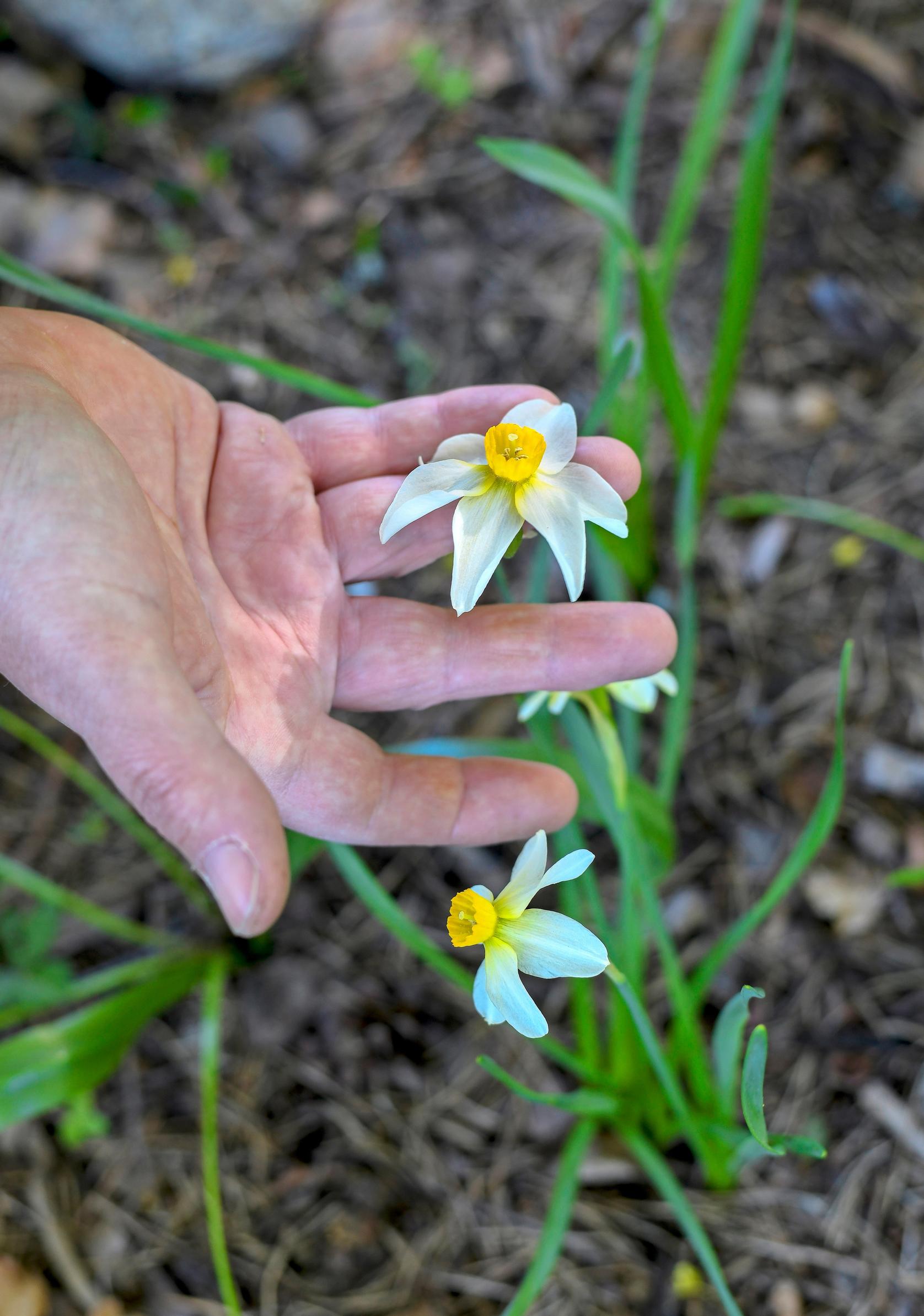 Cyclamineus daffodil ‘Beryl’