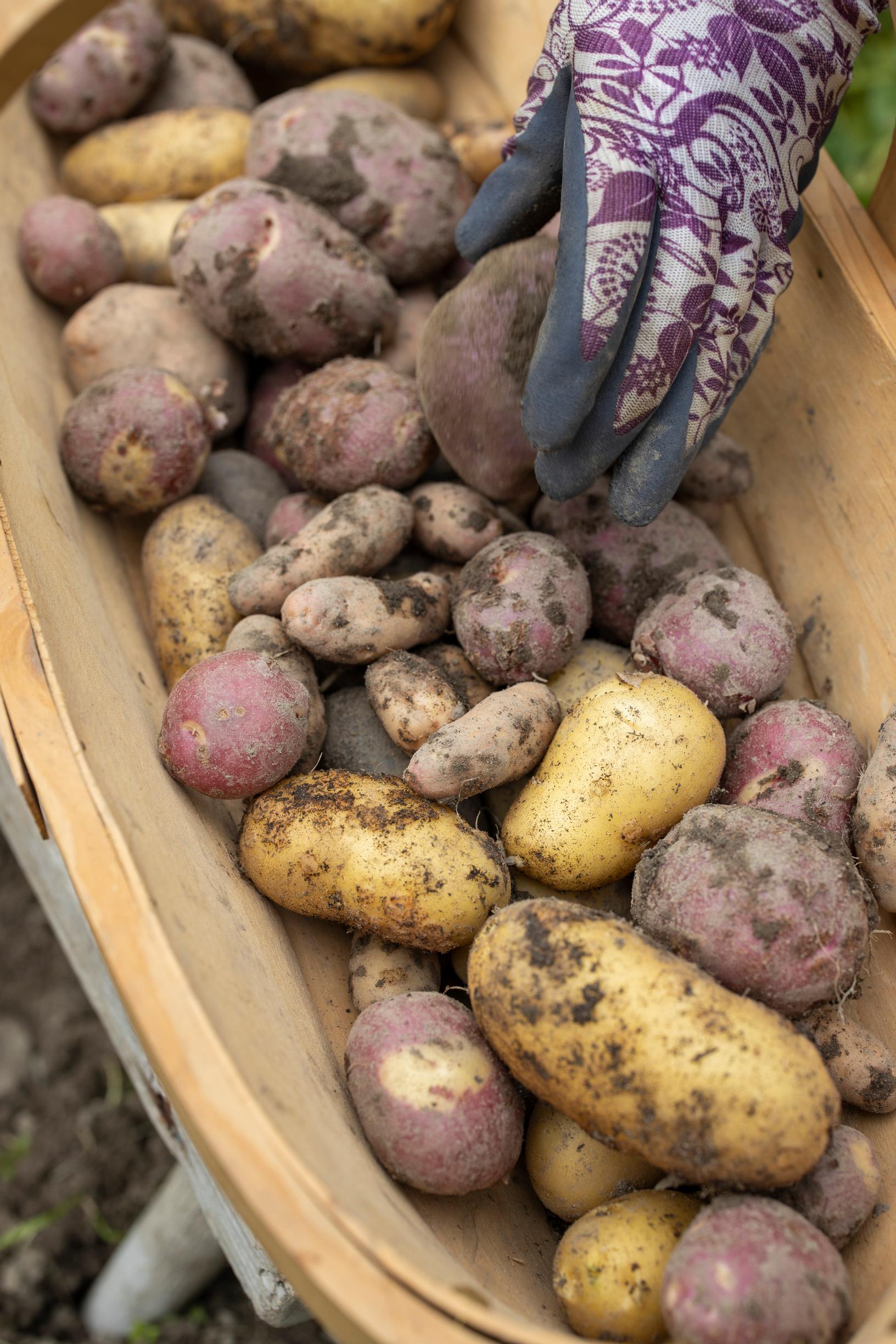 How to plant and grow potatoes