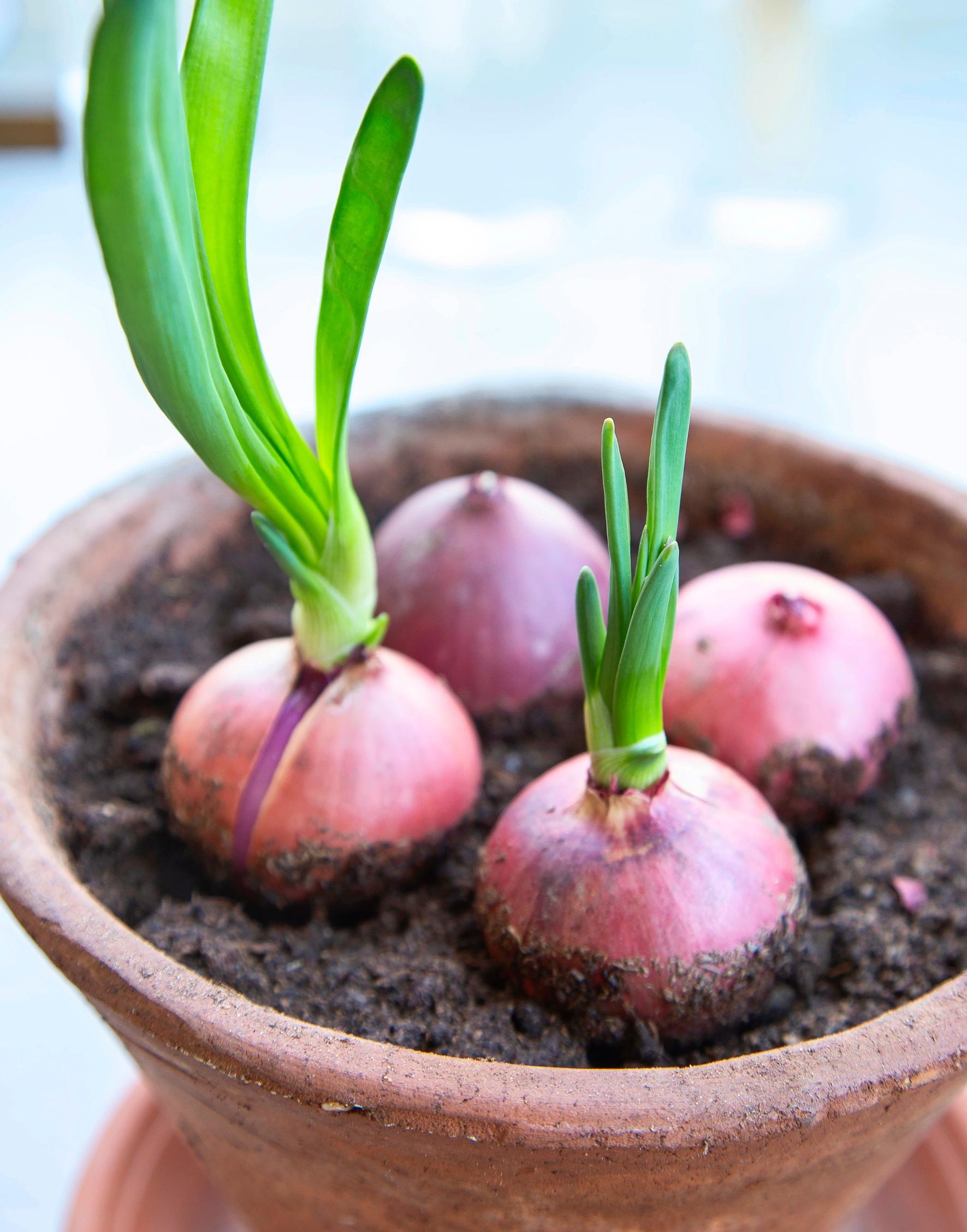 Growing onion shoots in a pot