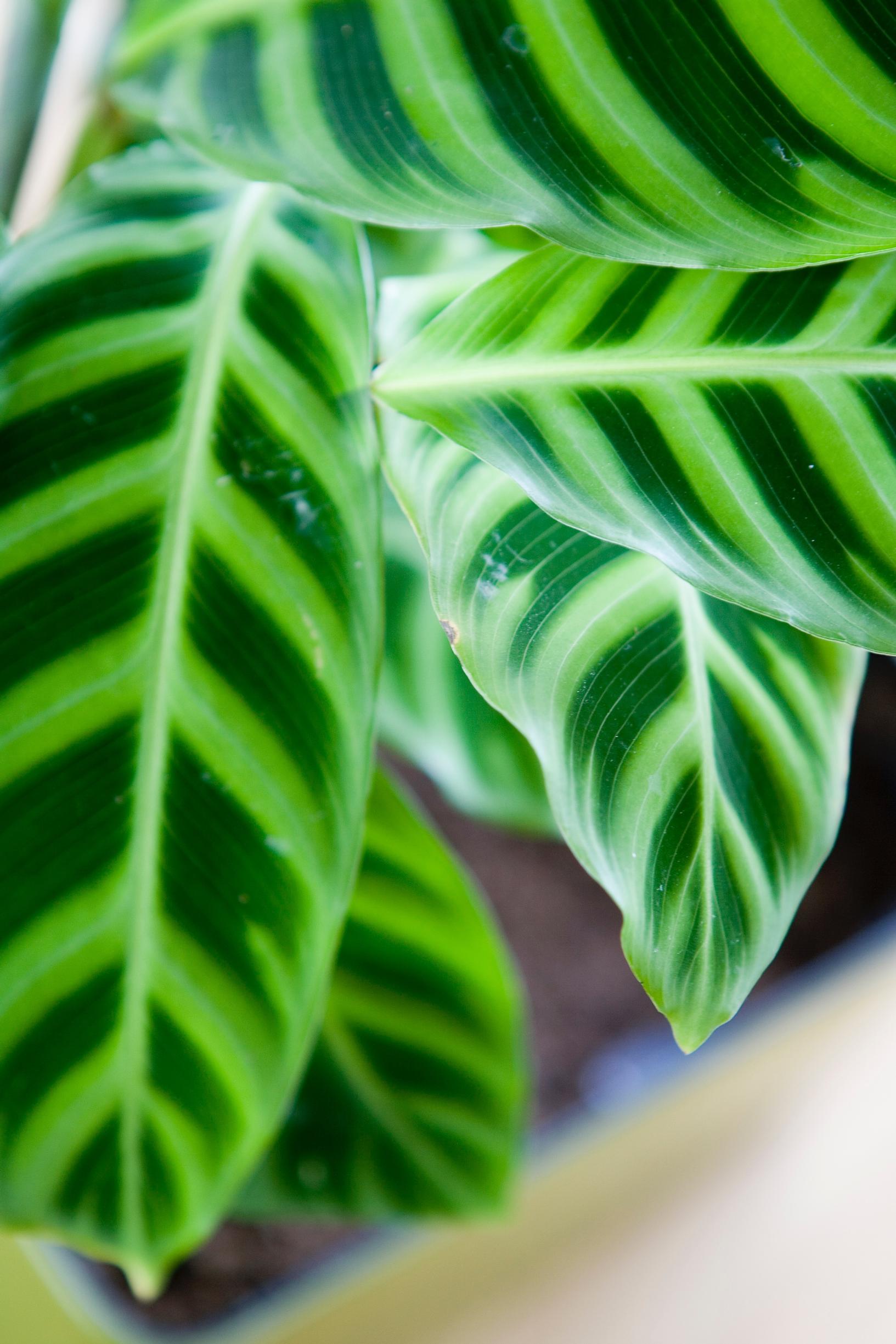 growing calathea