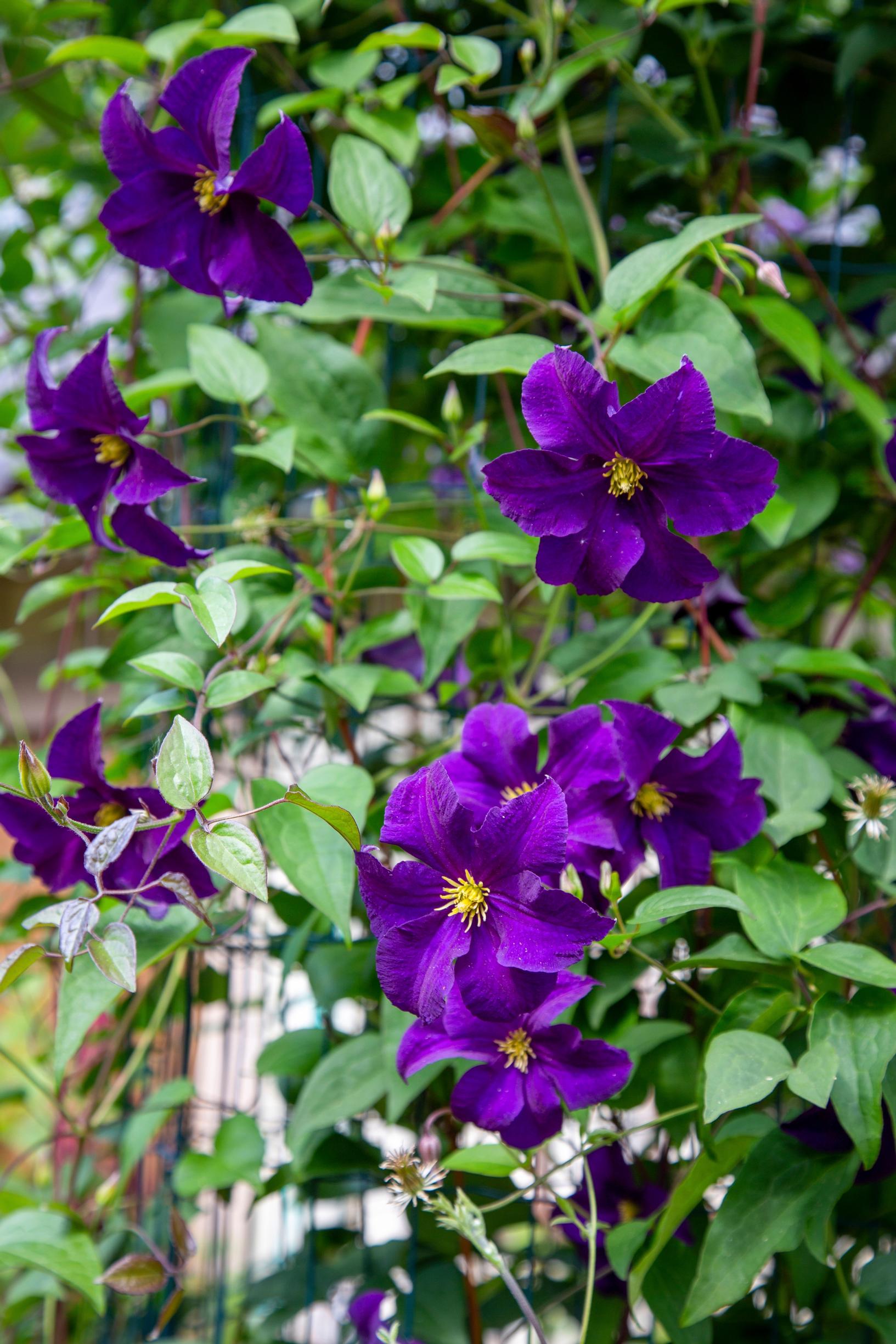 clematis 'Viola'