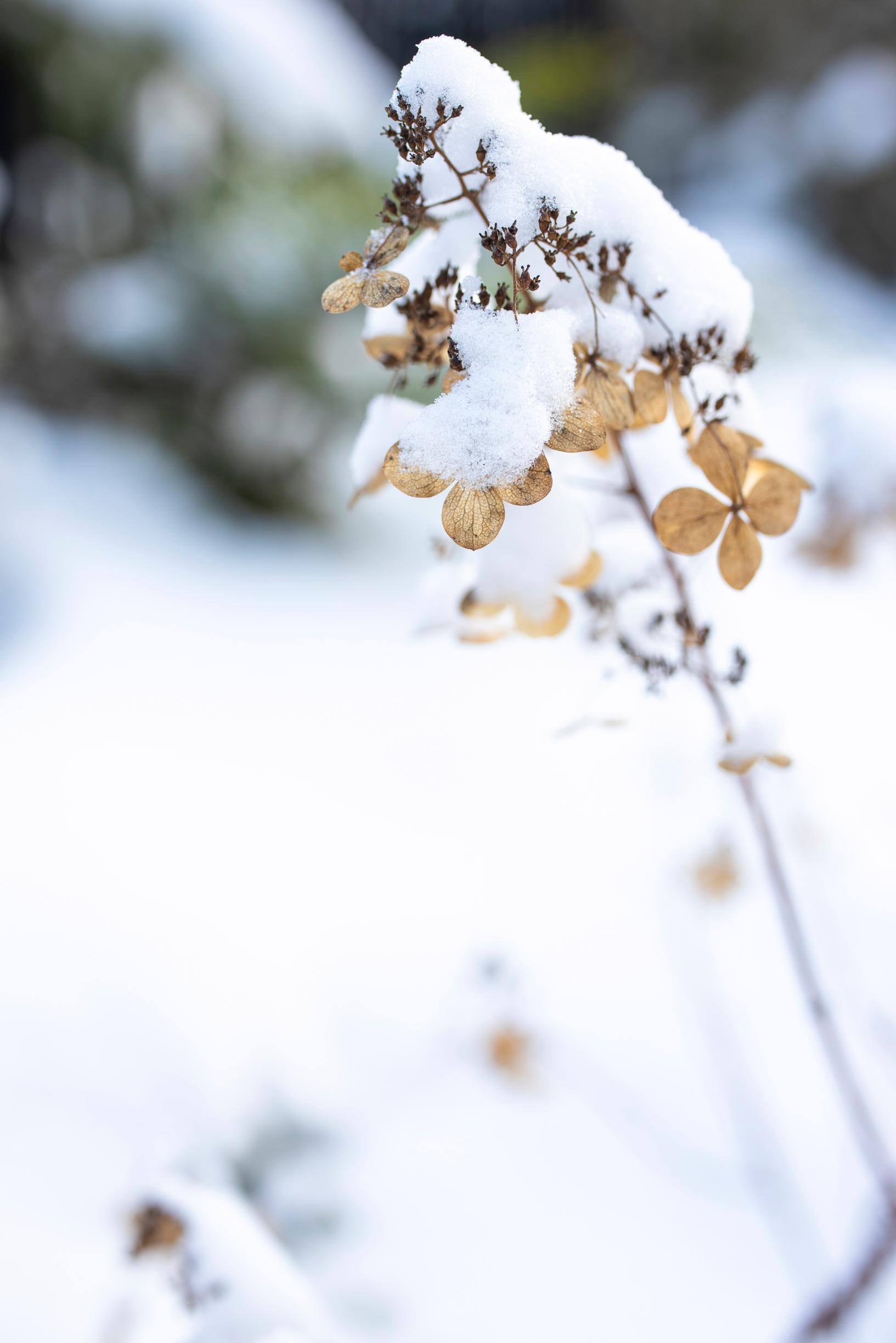 The delicate, translucent withered blooms of the panicled hydrangeas stay in the garden to adorn it in winter.