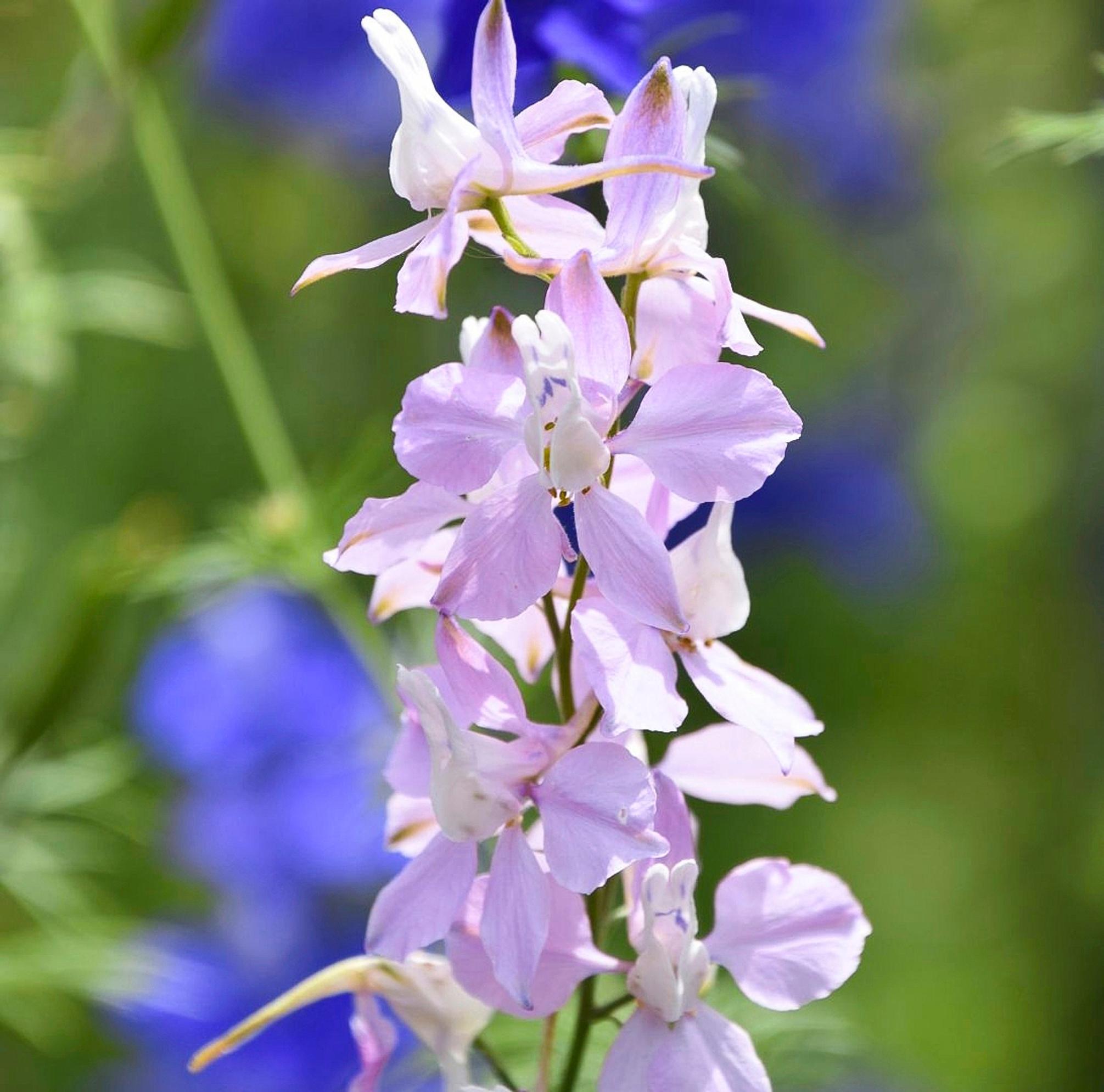 Delphinium ‘Fancy Belladonna’ is perfect for fresh-cut or dried arrangements.