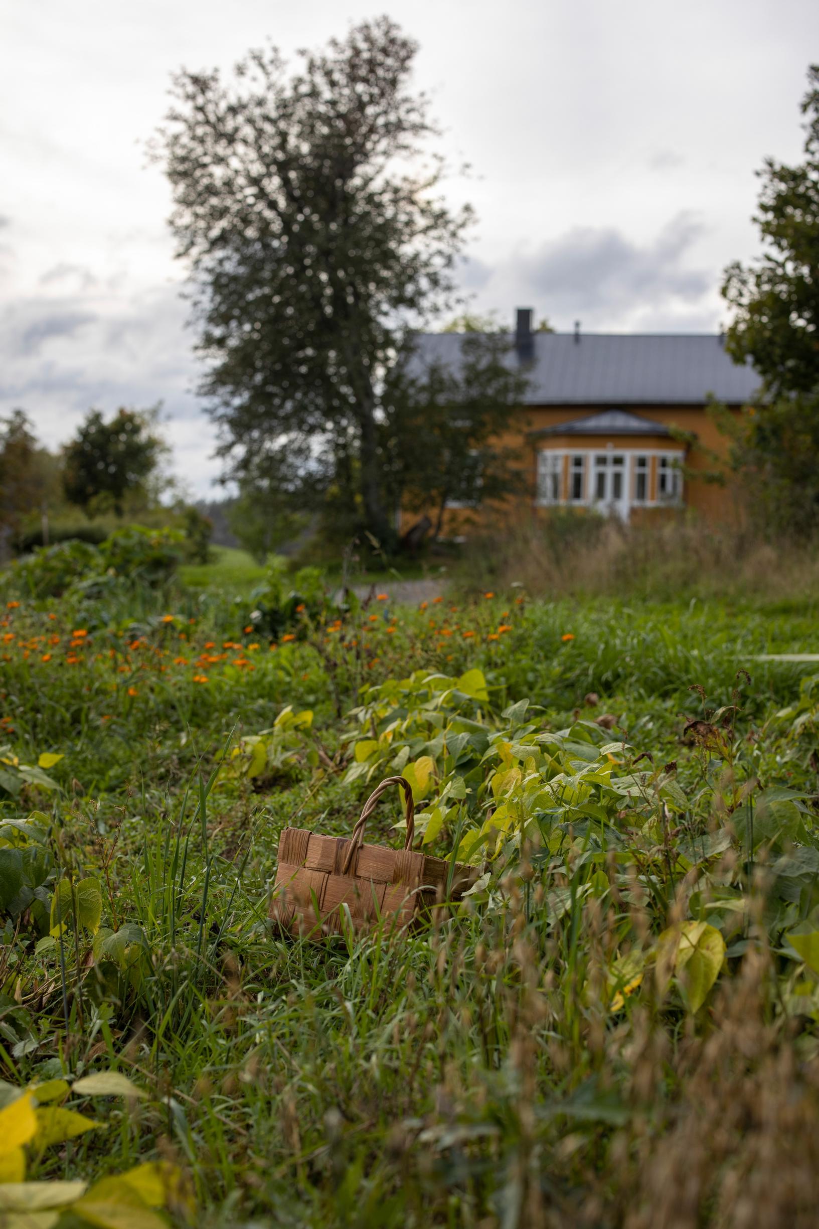green manure crops in the vegetable garden