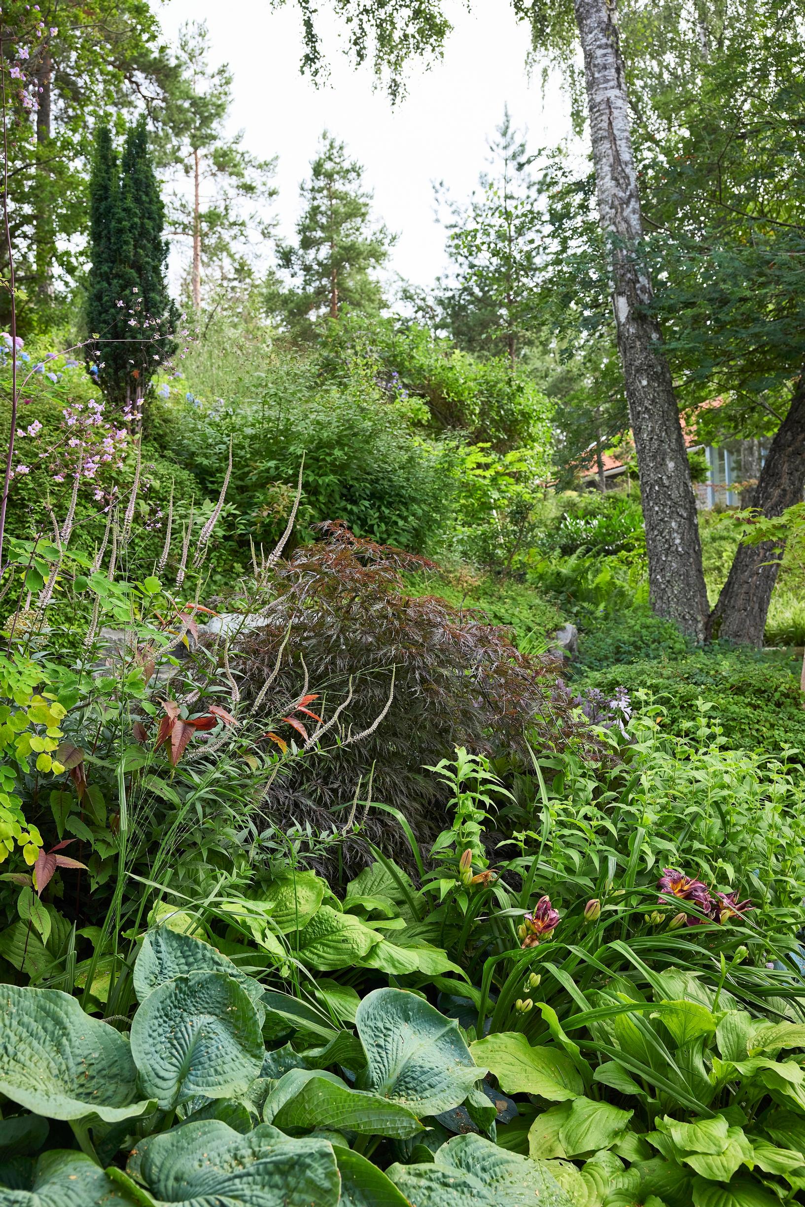 Moosegarden: ‘Erica’ Culver’s root and ‘Inaba-shidare’ Japanese maple are a lovely combination.