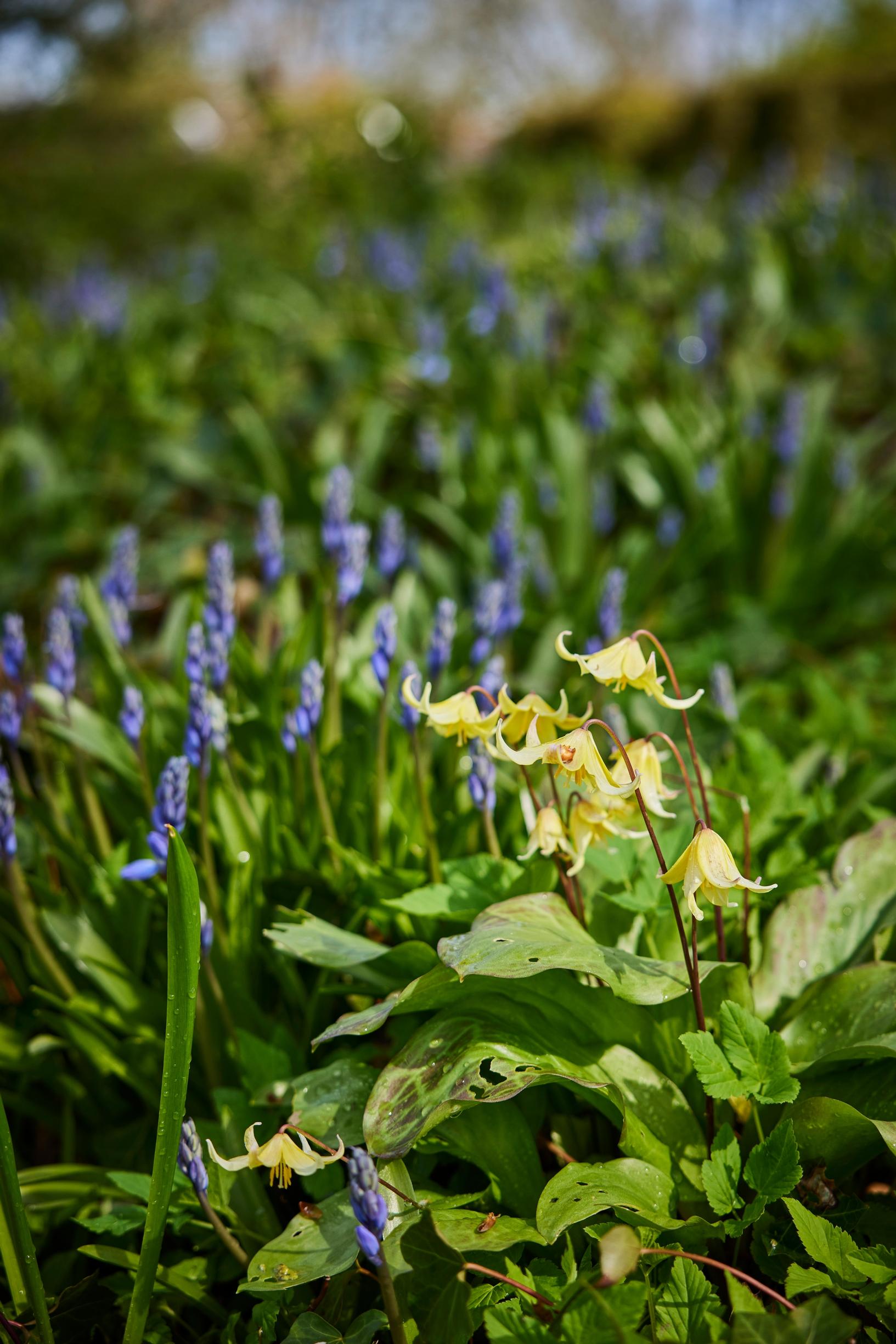 Jacqueline van der Kloet’s garden