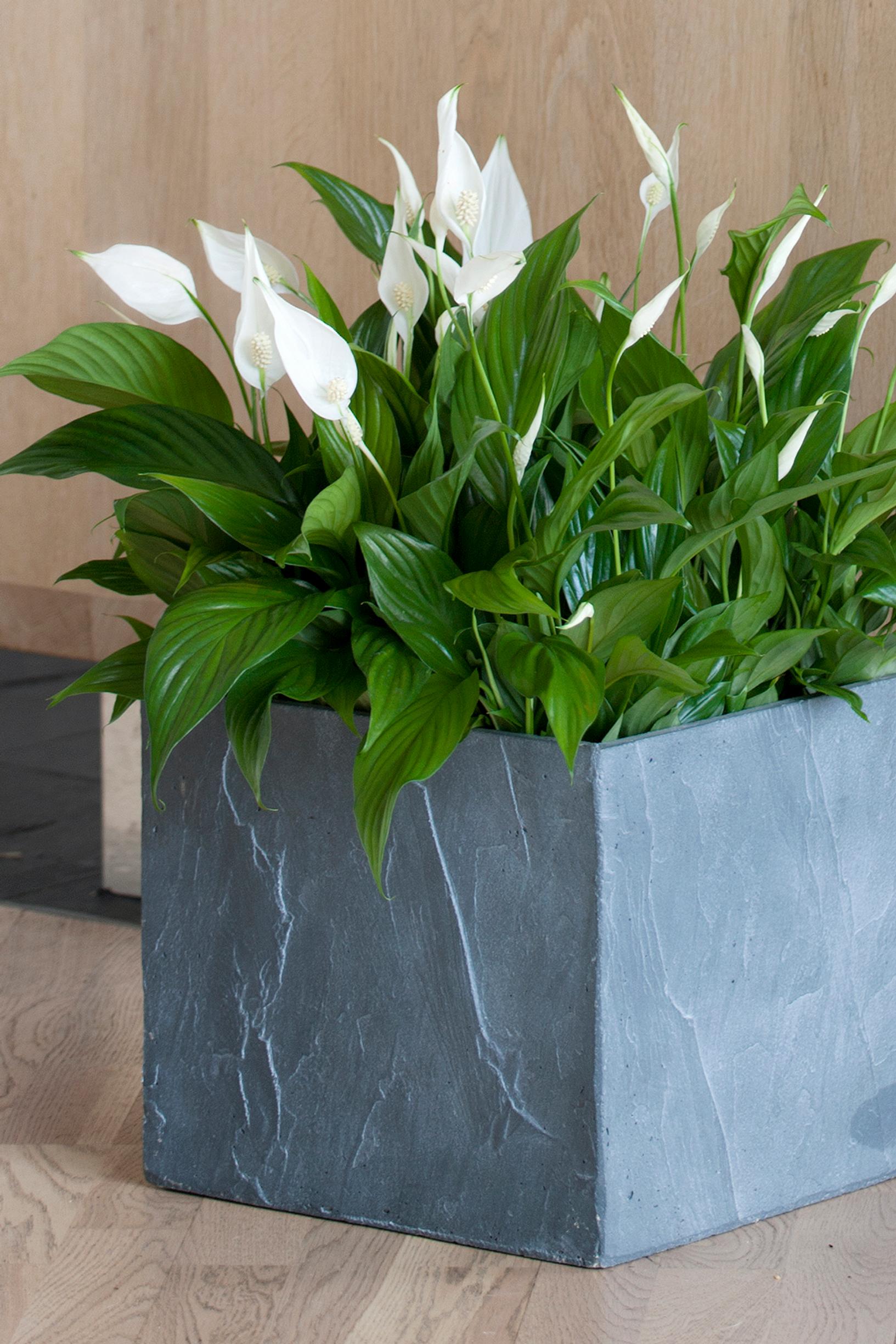 Low-maintenance houseplants: peace lily