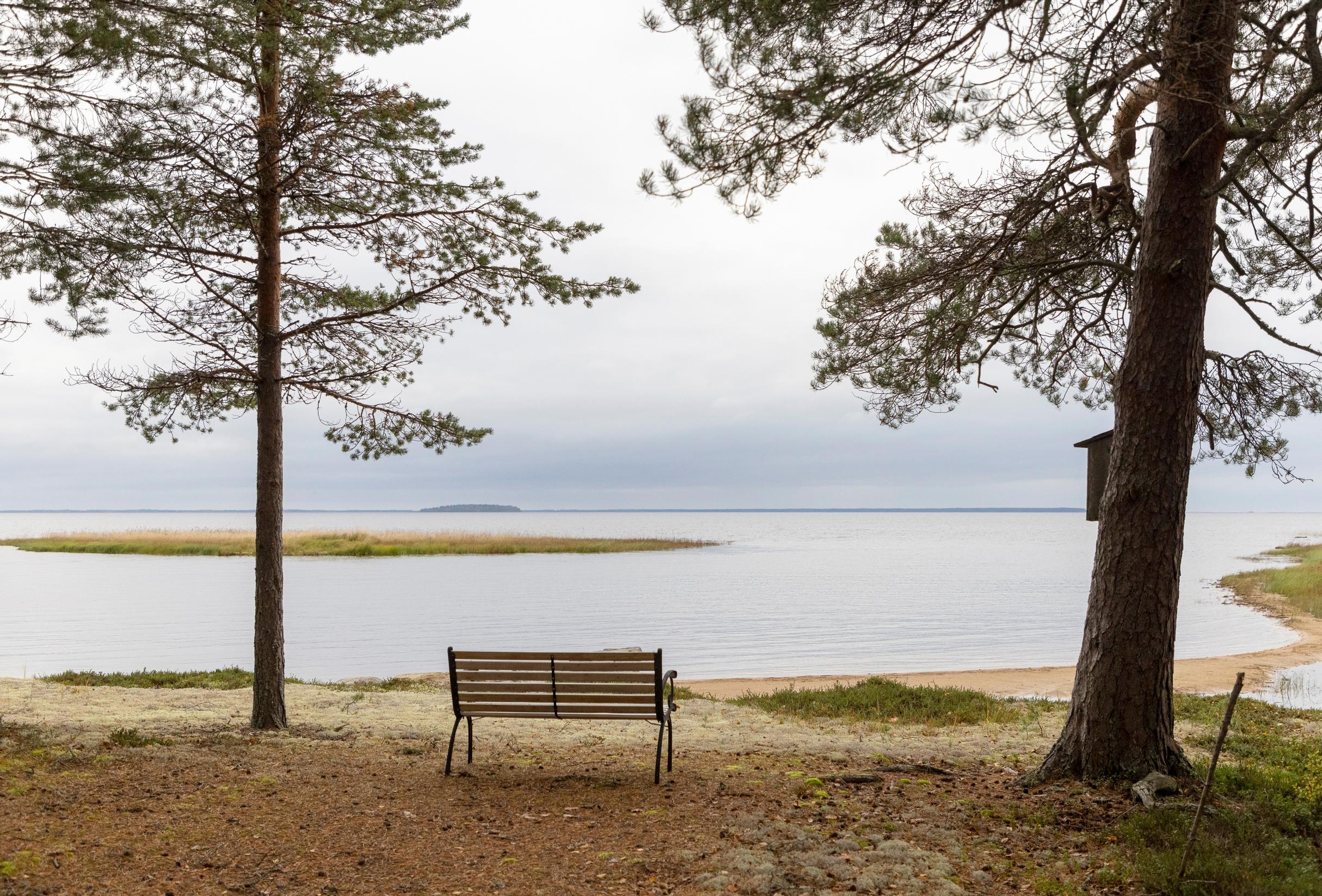 An empty bench on the shore, with a lake view, sandy beach, and a couple of trees