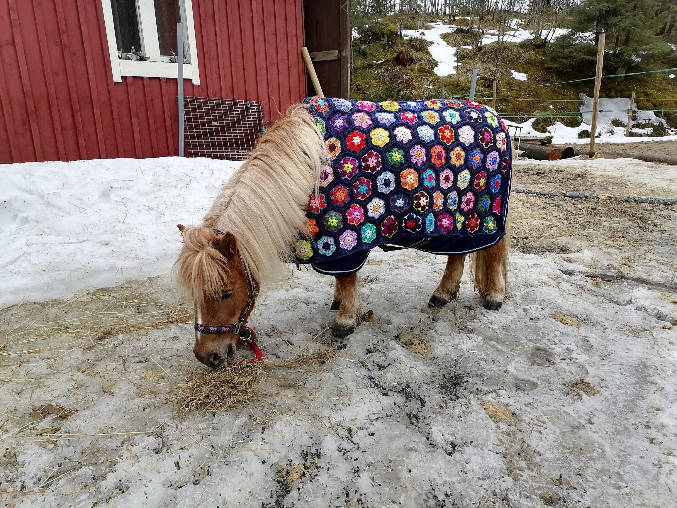 Ylläri the pony wearing a crocheted floral blanket