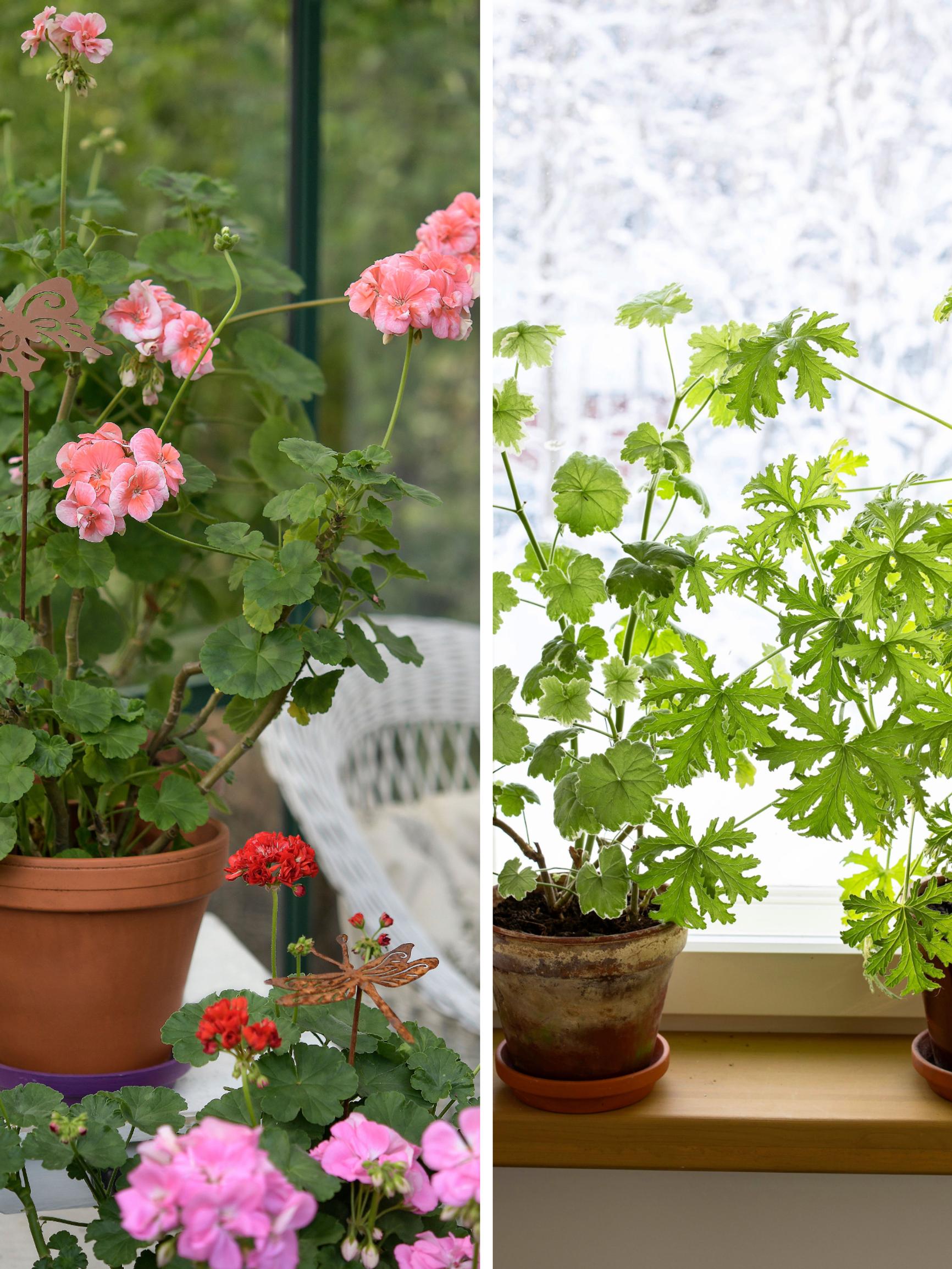 No cool storage? Overwinter your pelargoniums at room temperature—and watch them bloom all winter