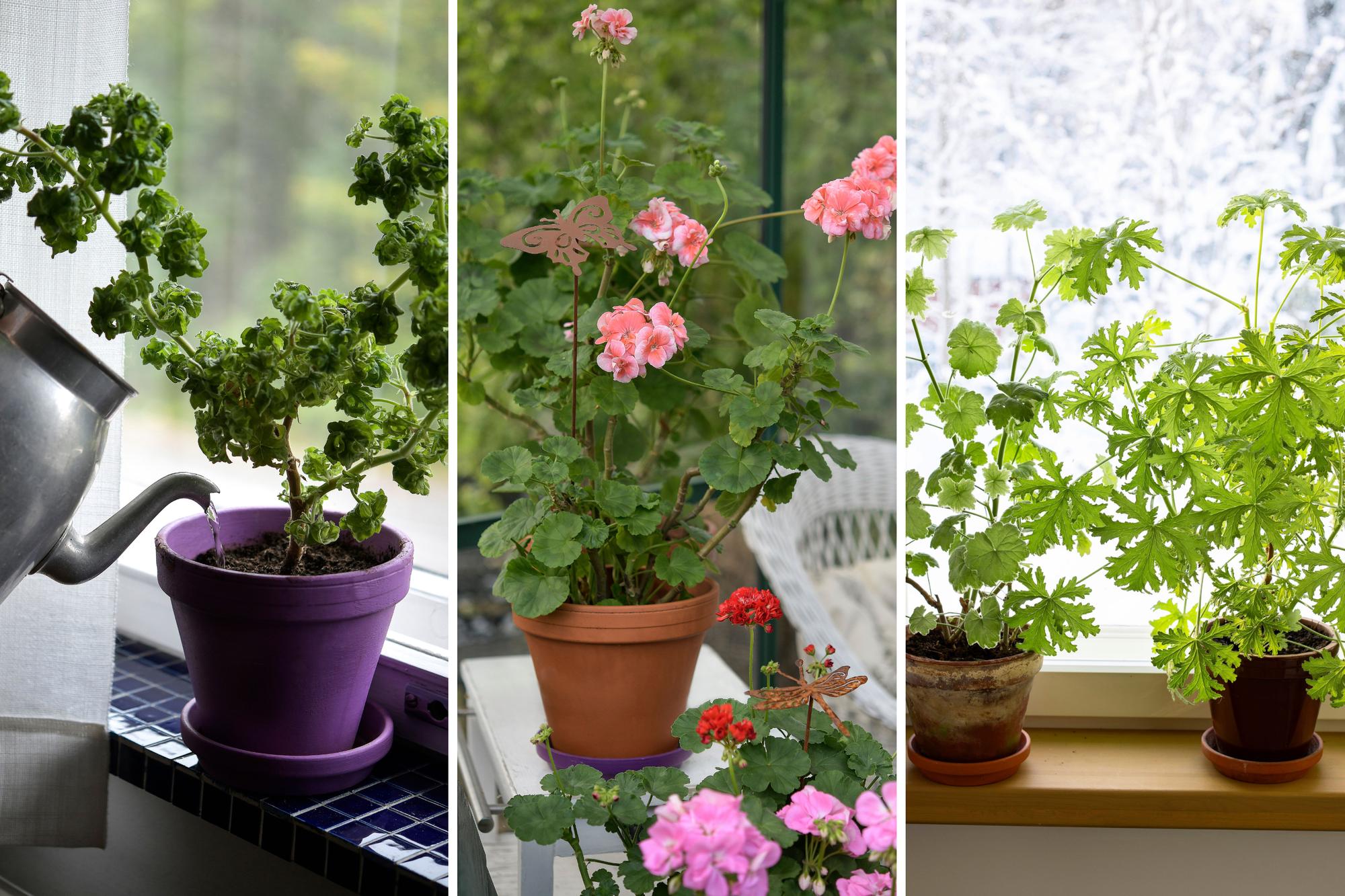 Pelargonium overwintering expert tips | Kotona Living