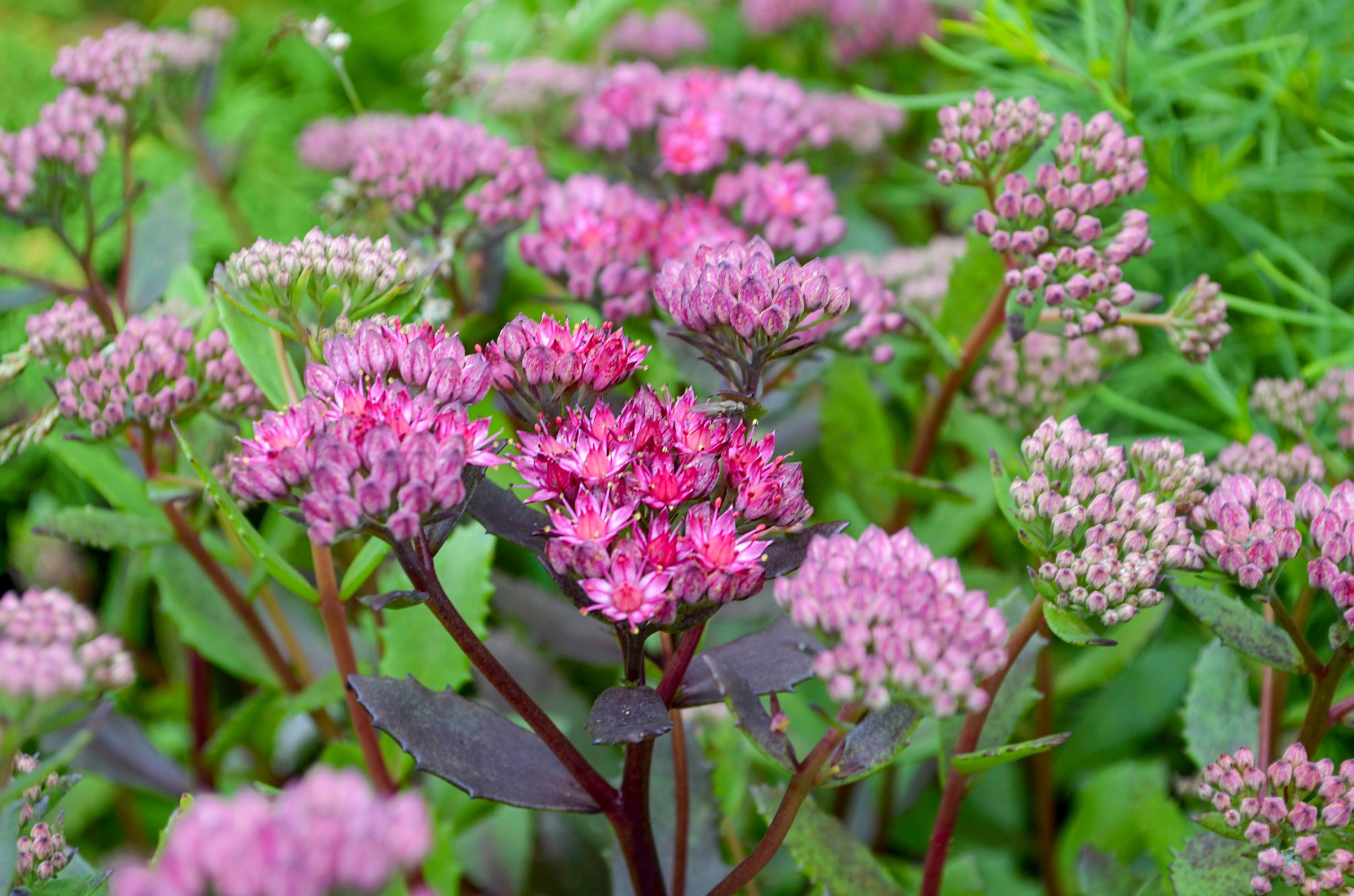 Crimson stonecrop ‘Common Red’