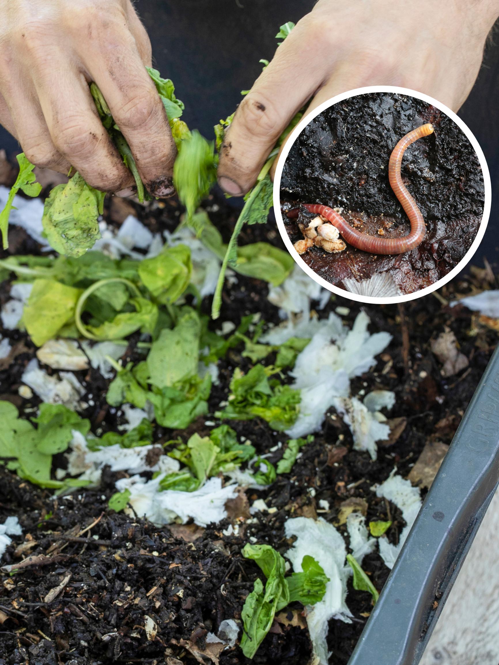 Use a worm compost to turn waste into soil, even in an apartment—Get our tips for vermicomposting!