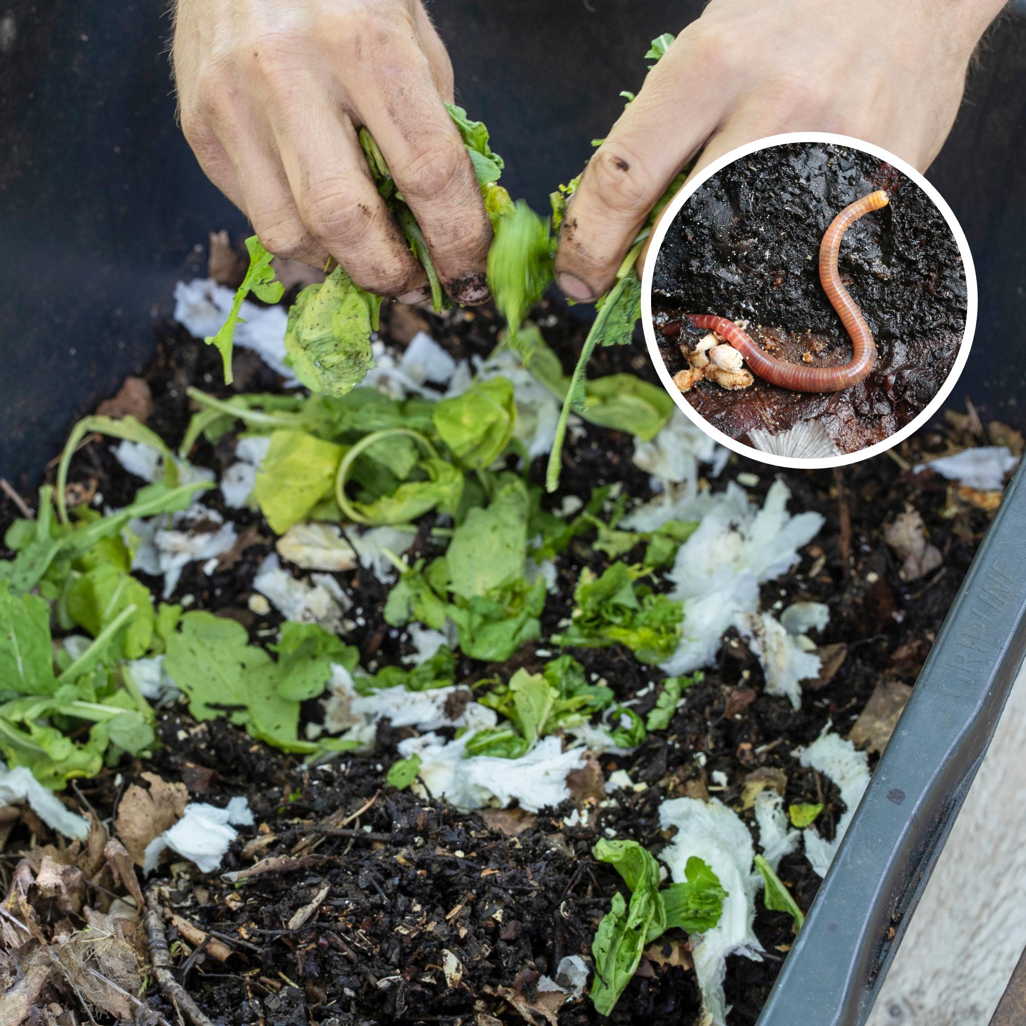 Use a worm compost to turn waste into soil, even in an apartment—Get our tips for vermicomposting!