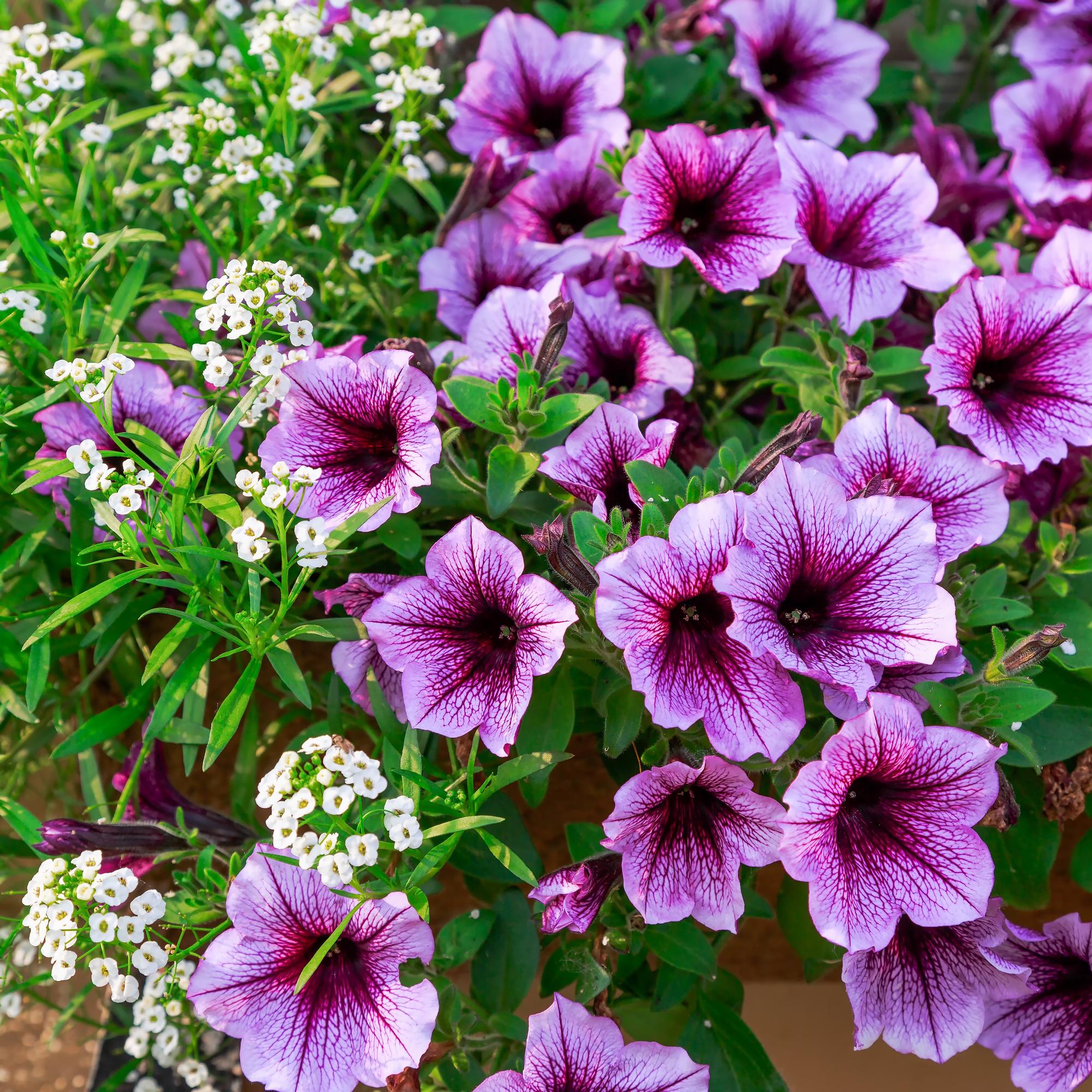 hanging basket flowers: petunia