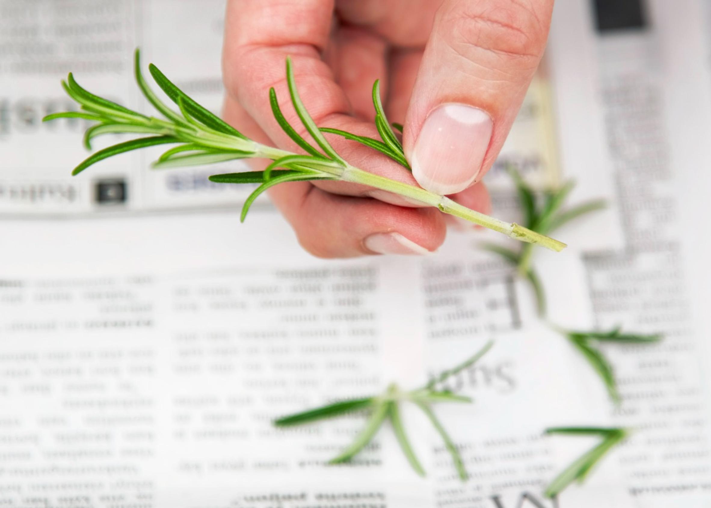 Propagating rosemary