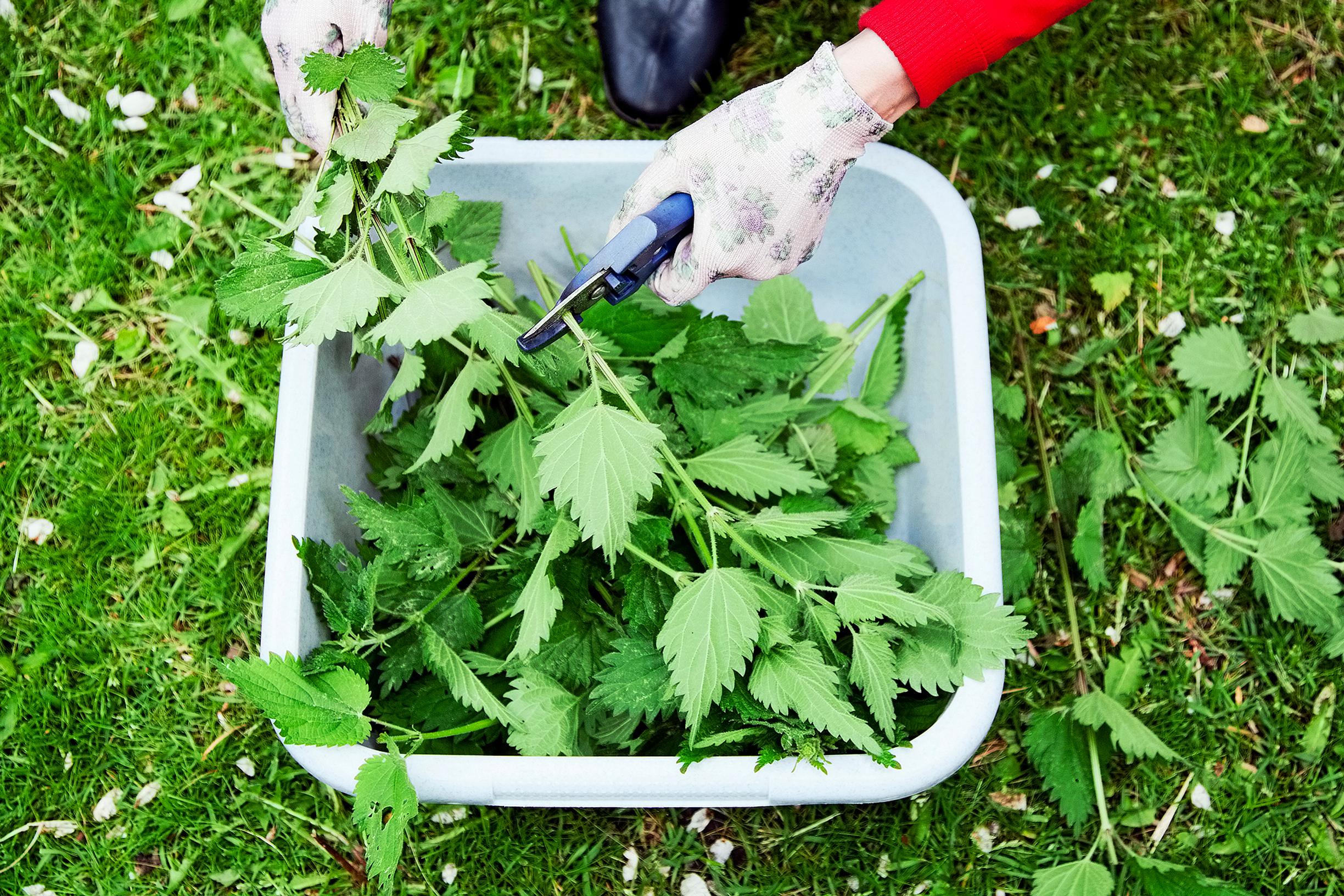 Nettle: Fertilize your garden and banish pests—it really is that easy!