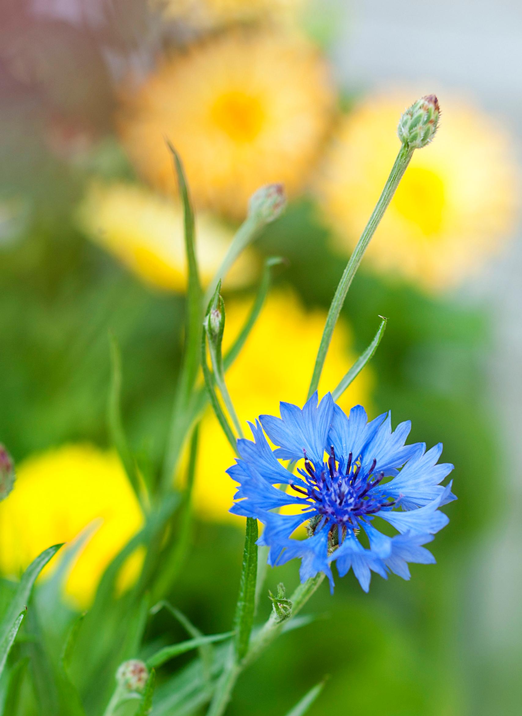 Edible flowers