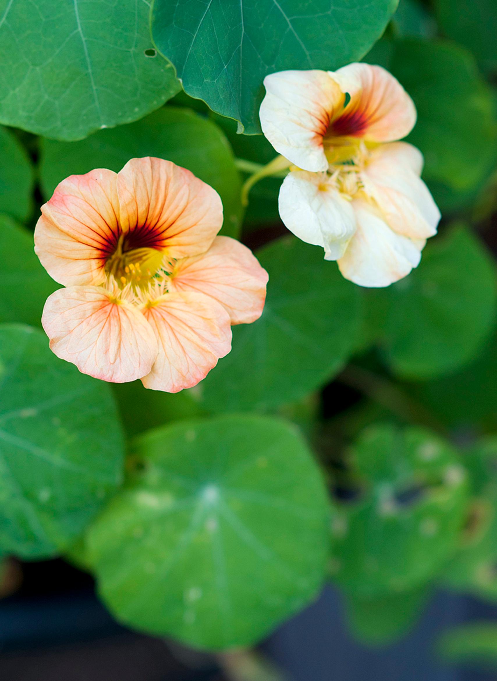 Edible flowers