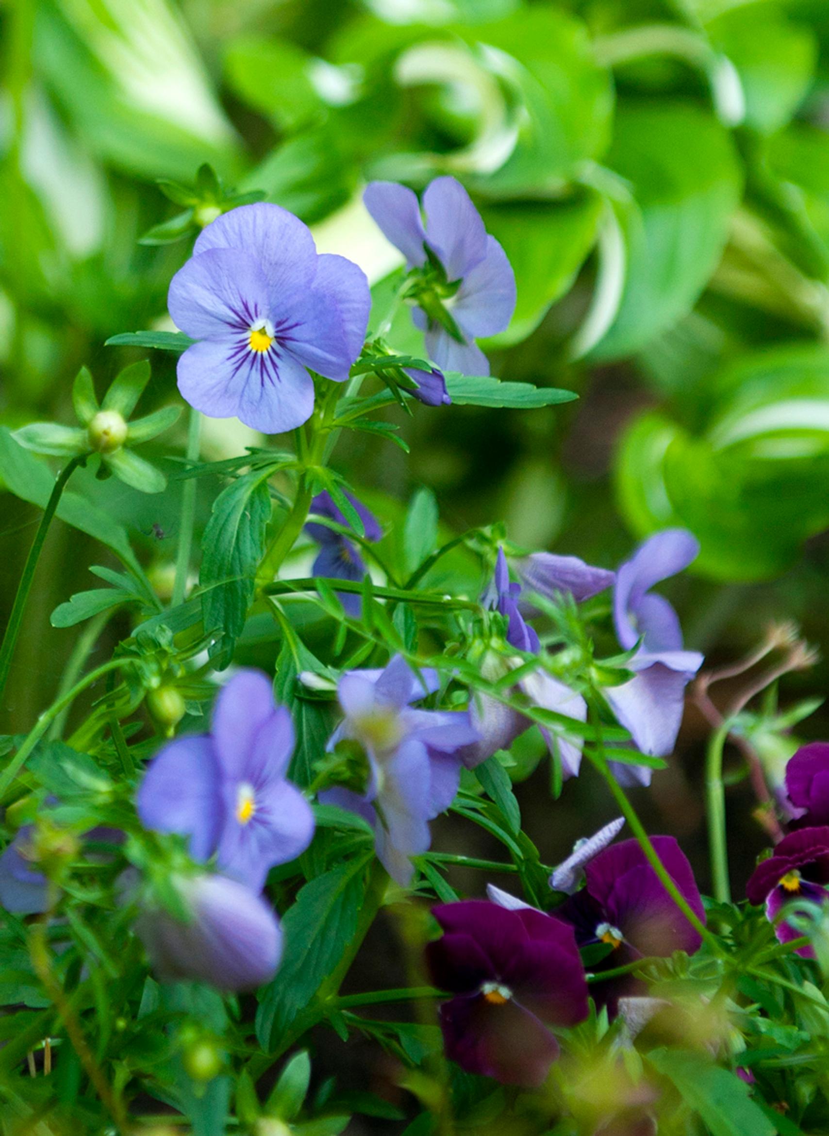Edible flowers