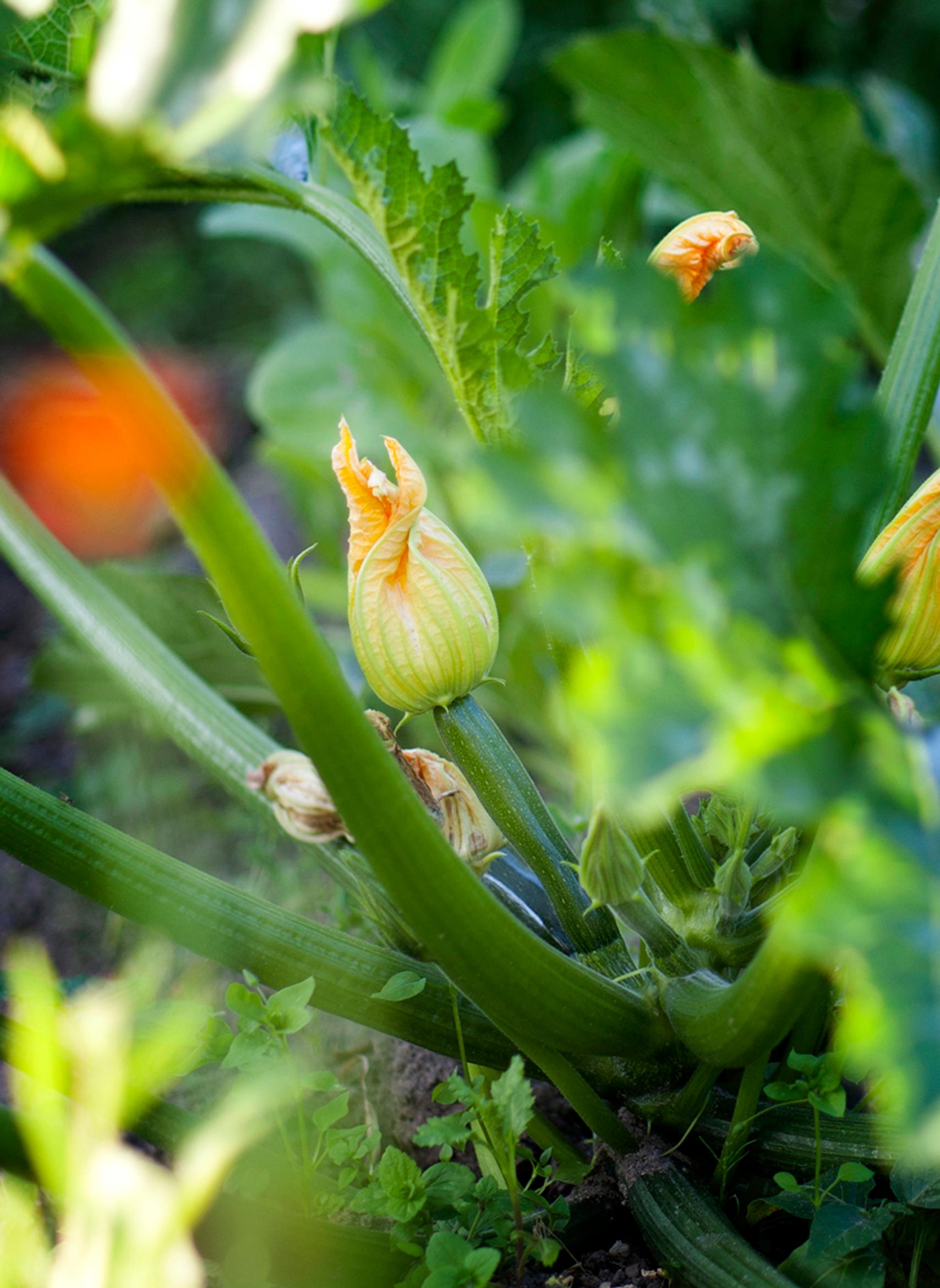 Edible flowers