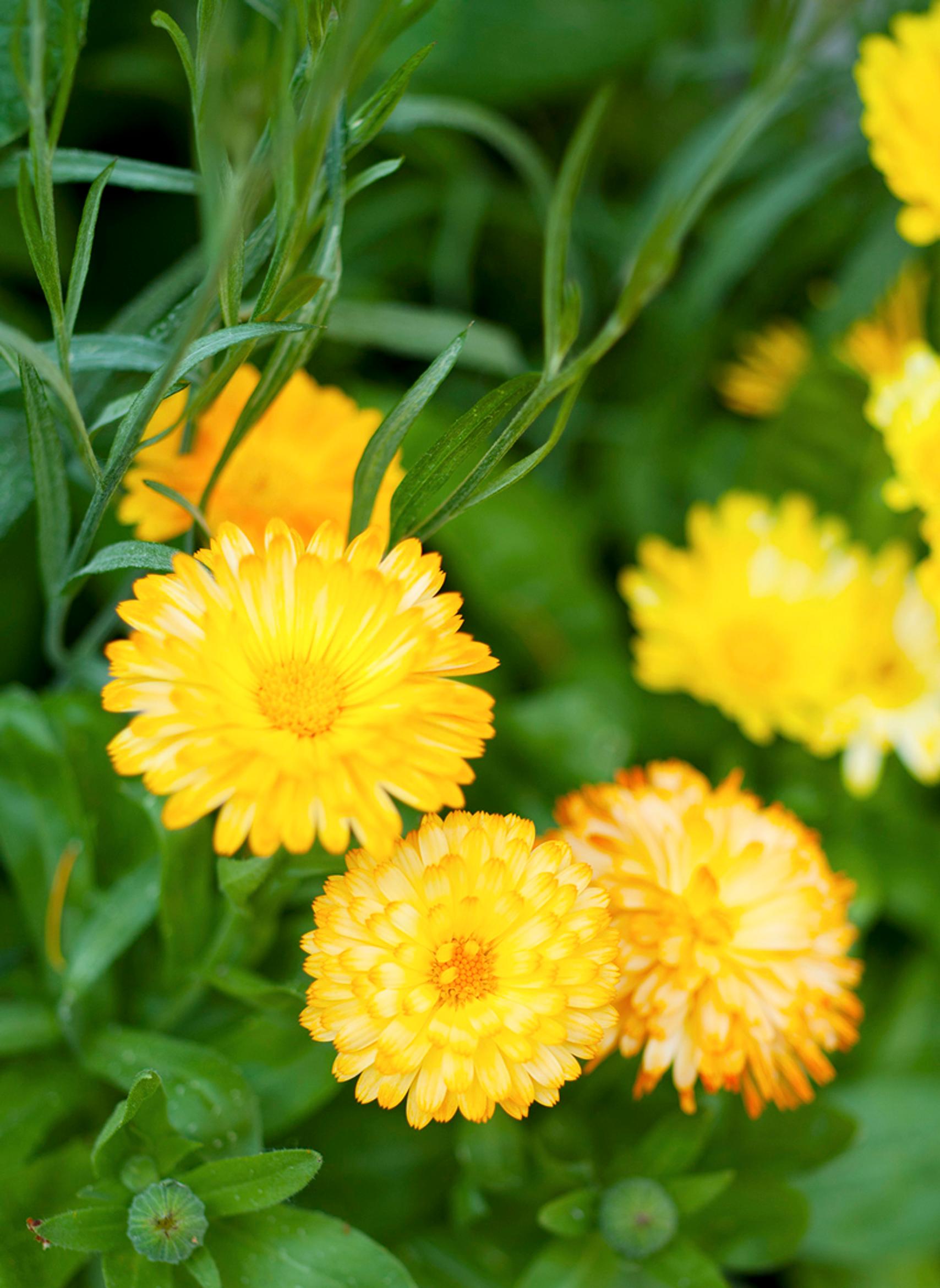 Edible flowers
