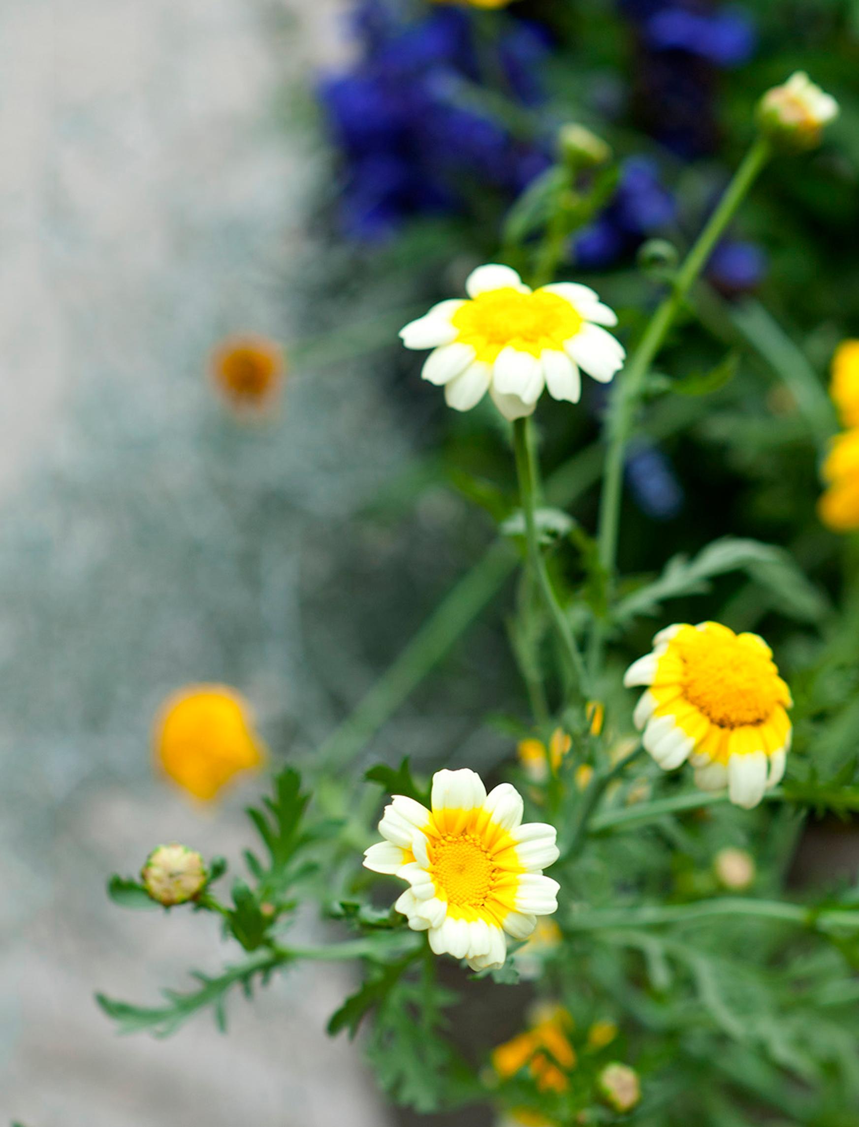 Edible flowers