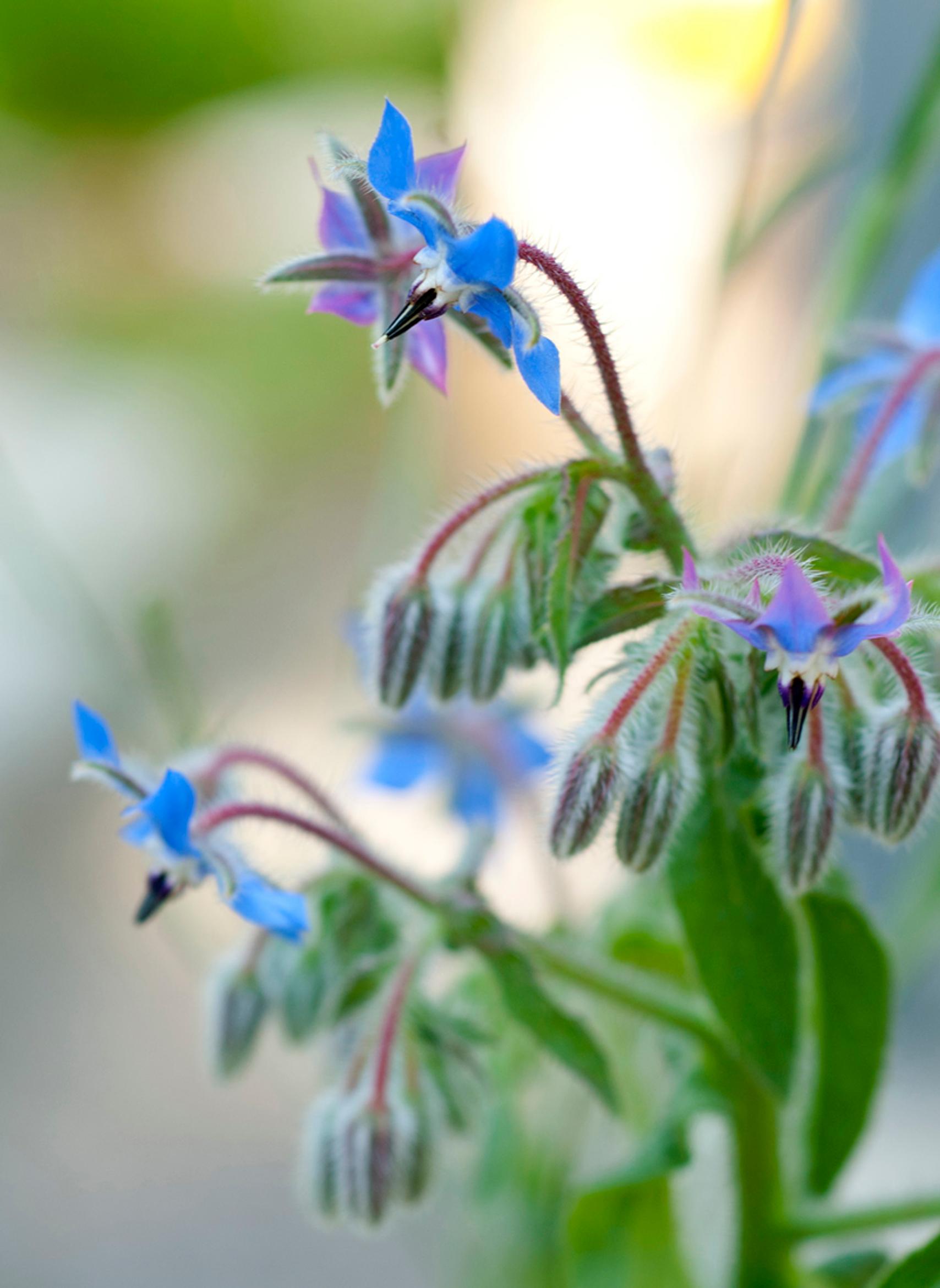 Edible flowers