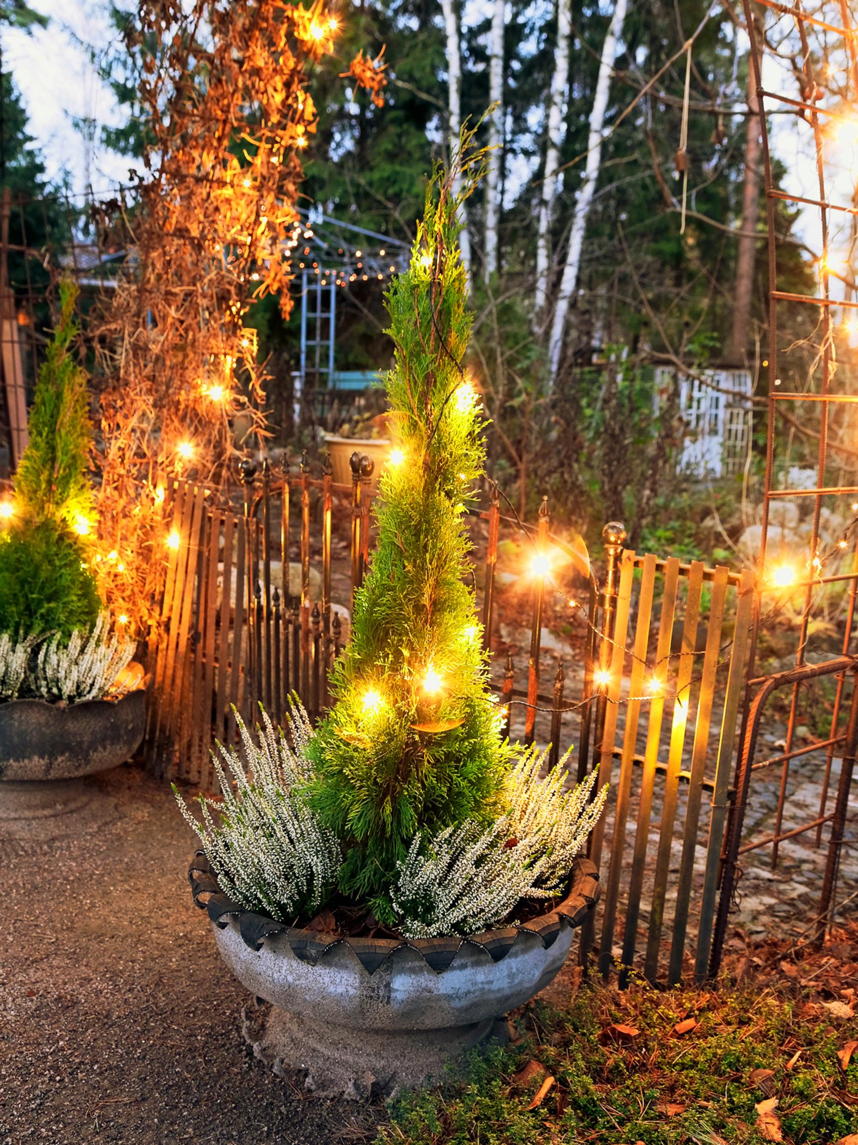 Turn an old car tire into a free, frost-proof planter