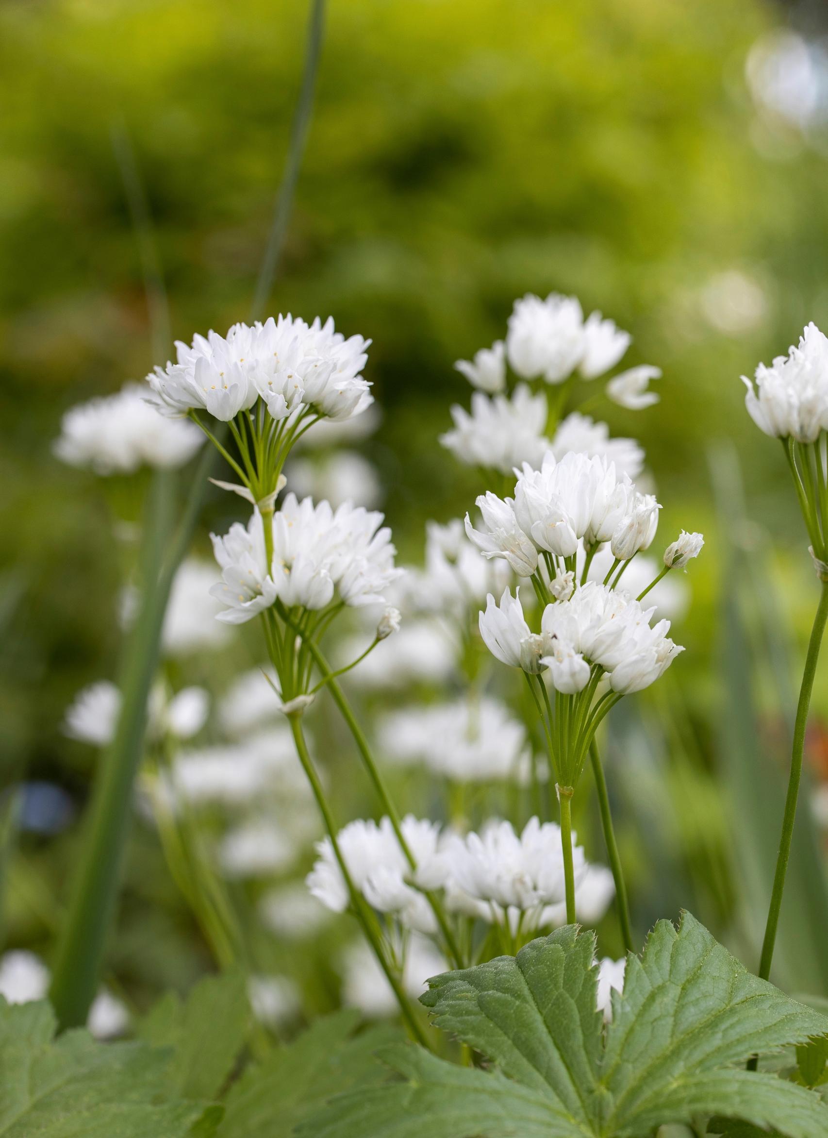 allium zebdanense