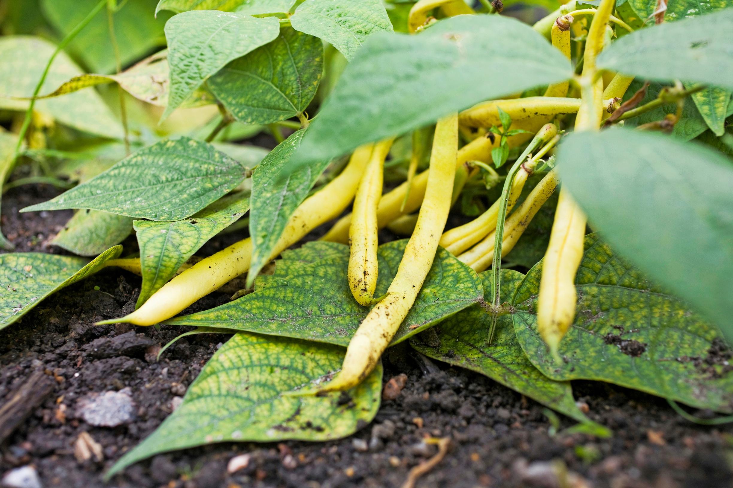 Bean varieties: wax bean ’Golden Teepee’
