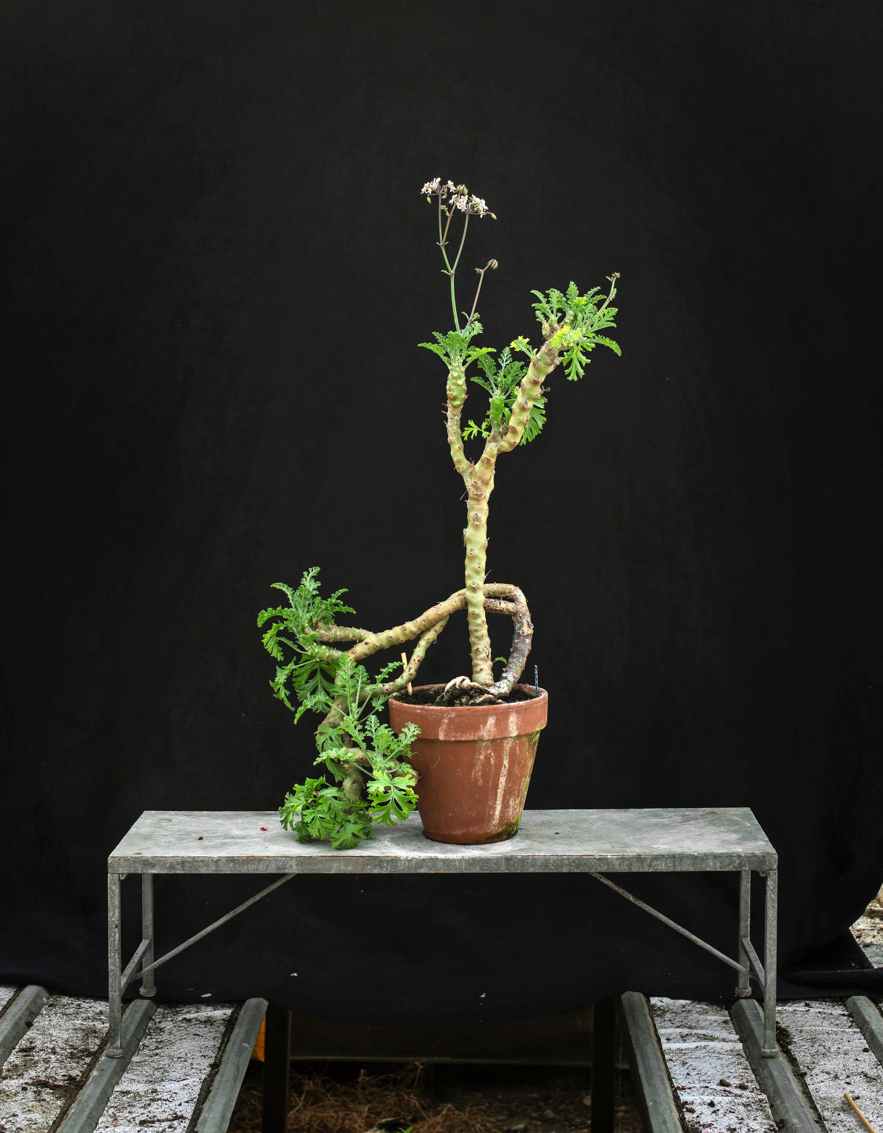 Wild species Pelargonium laxum