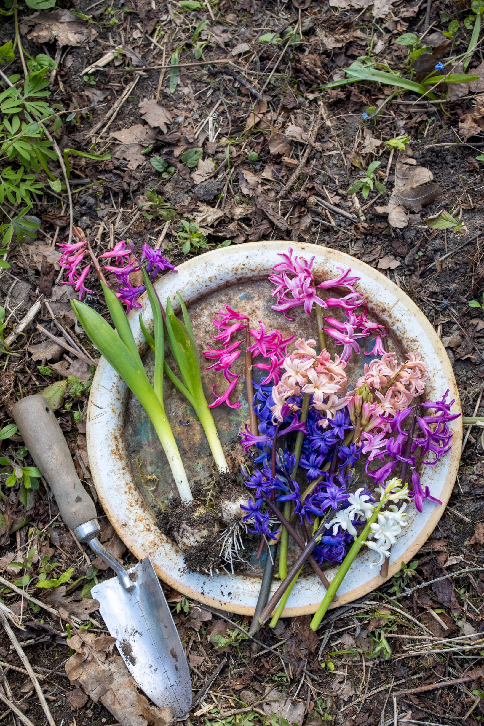 Hyacinth in the garden: hyacinths on a tray in the garden
