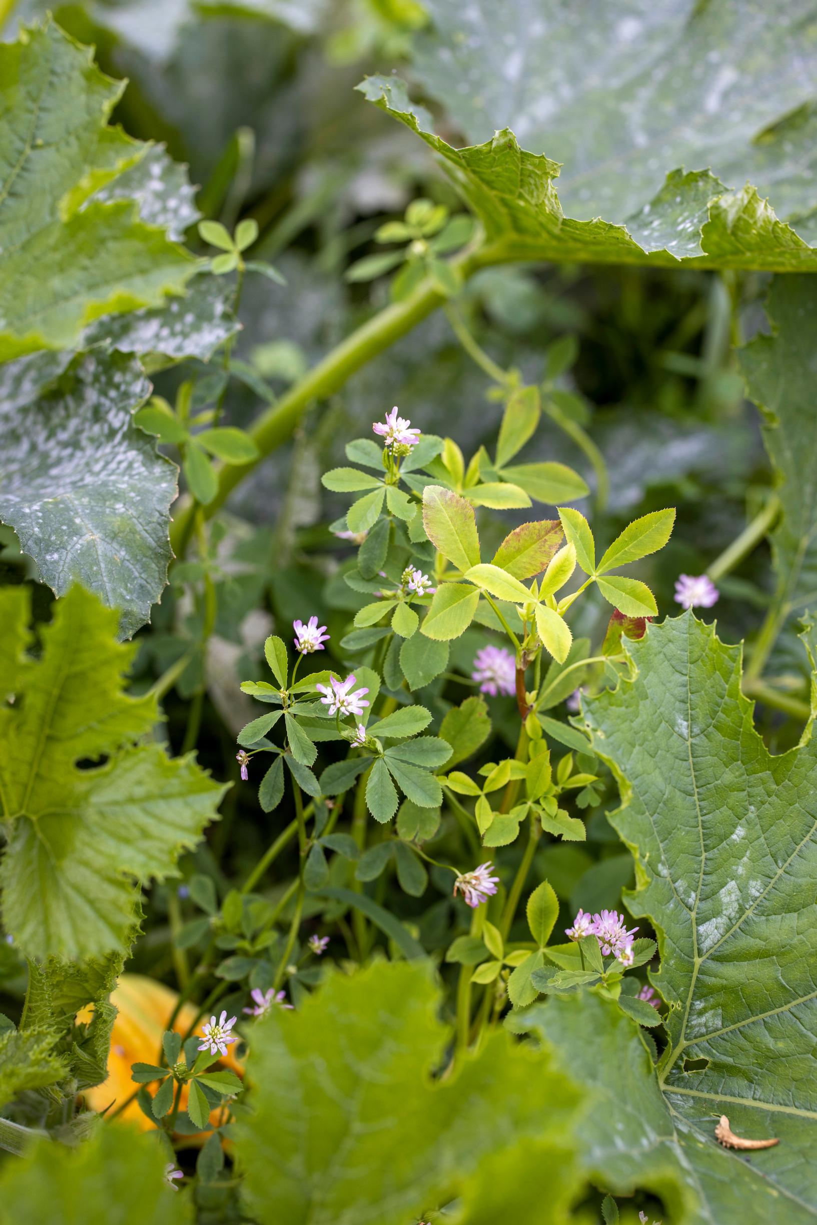 green manure crops: Persian clover