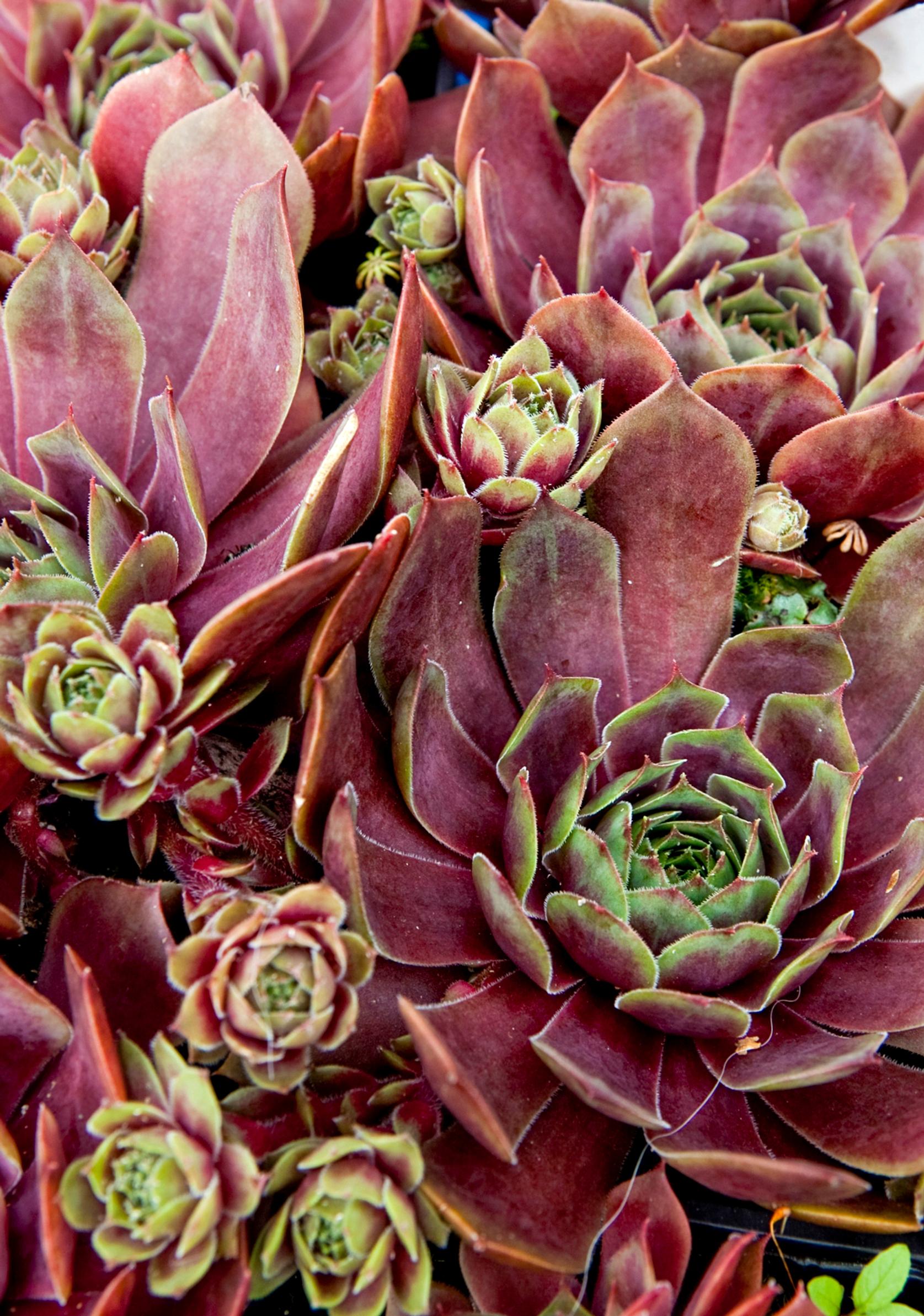 Rock houseleek ‘Othello’