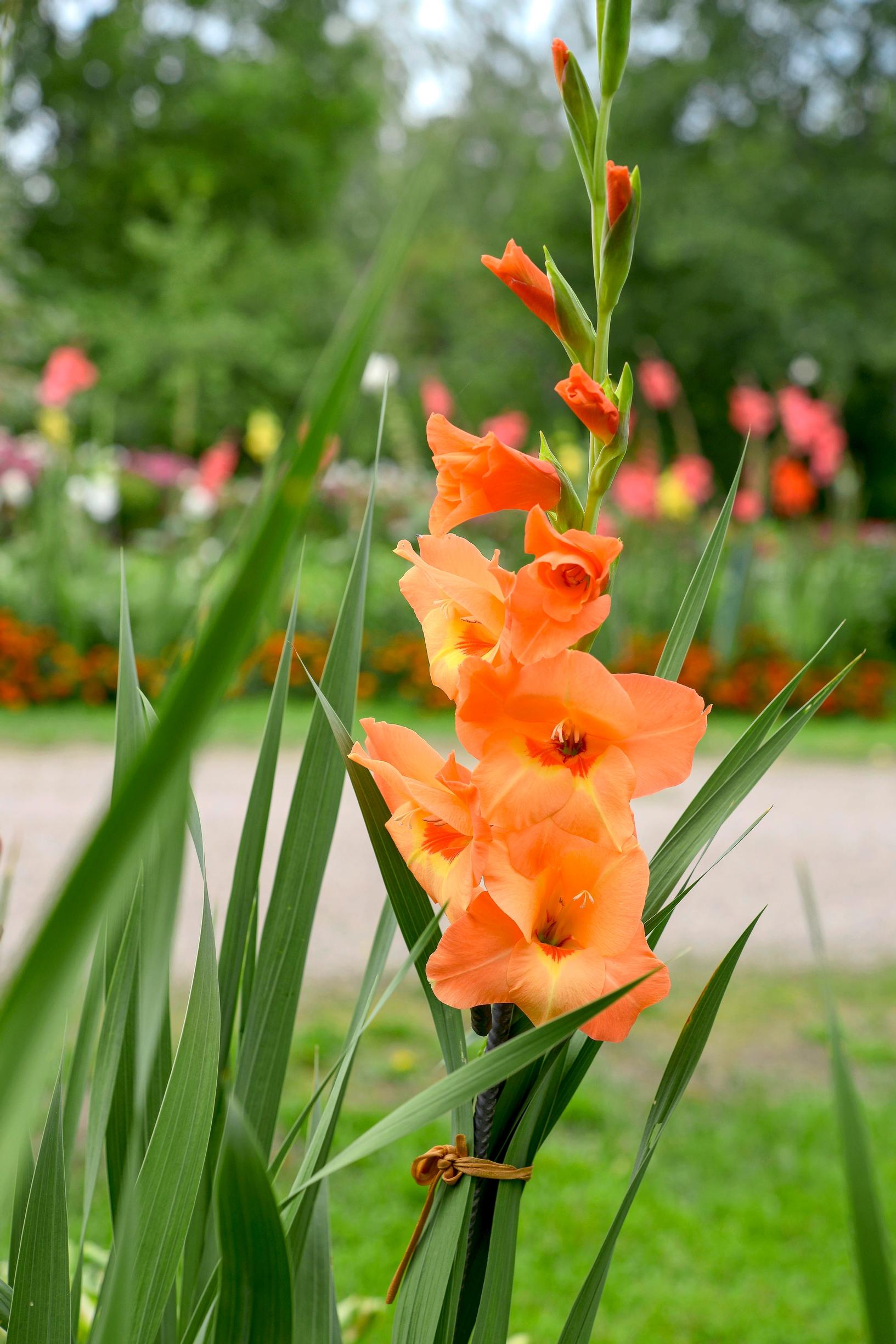 These striking flower spikes open from the bottom up.