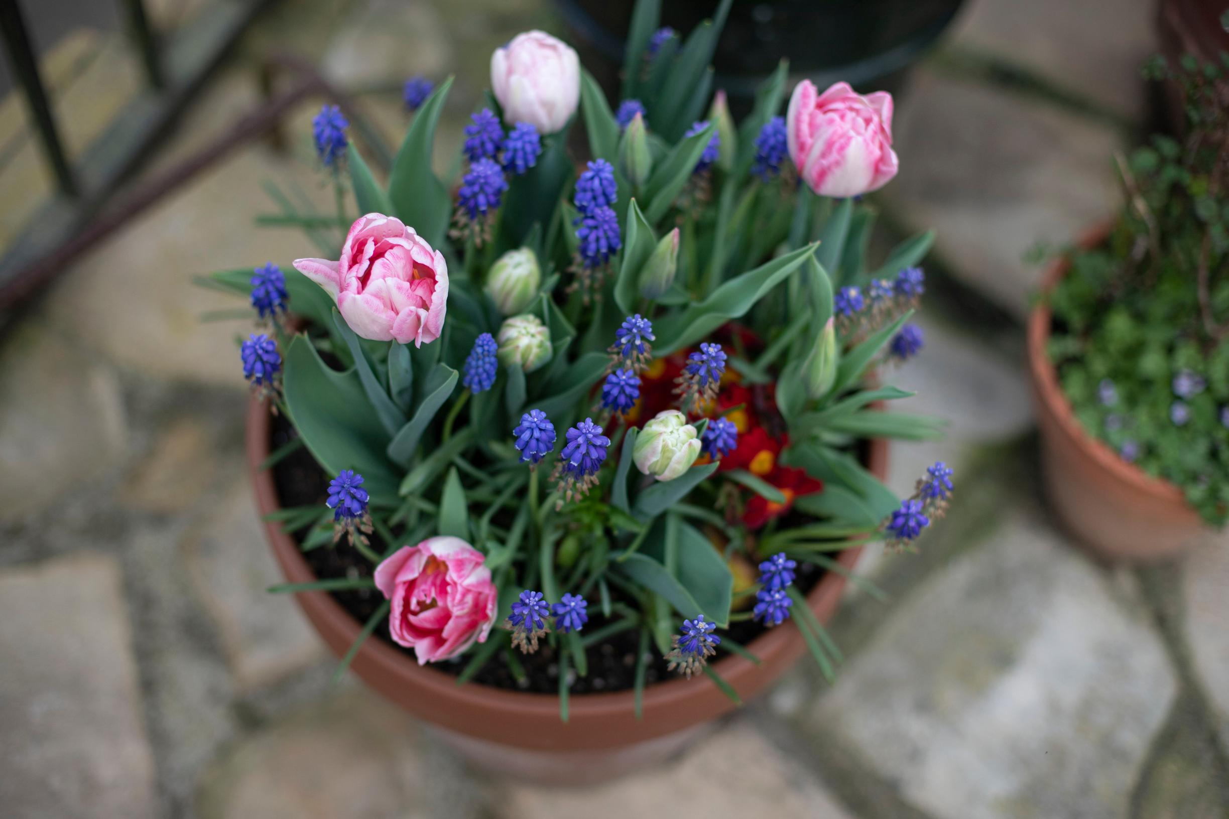 Bulb lasagna planting in a pot: tulips and grape hyacinths
