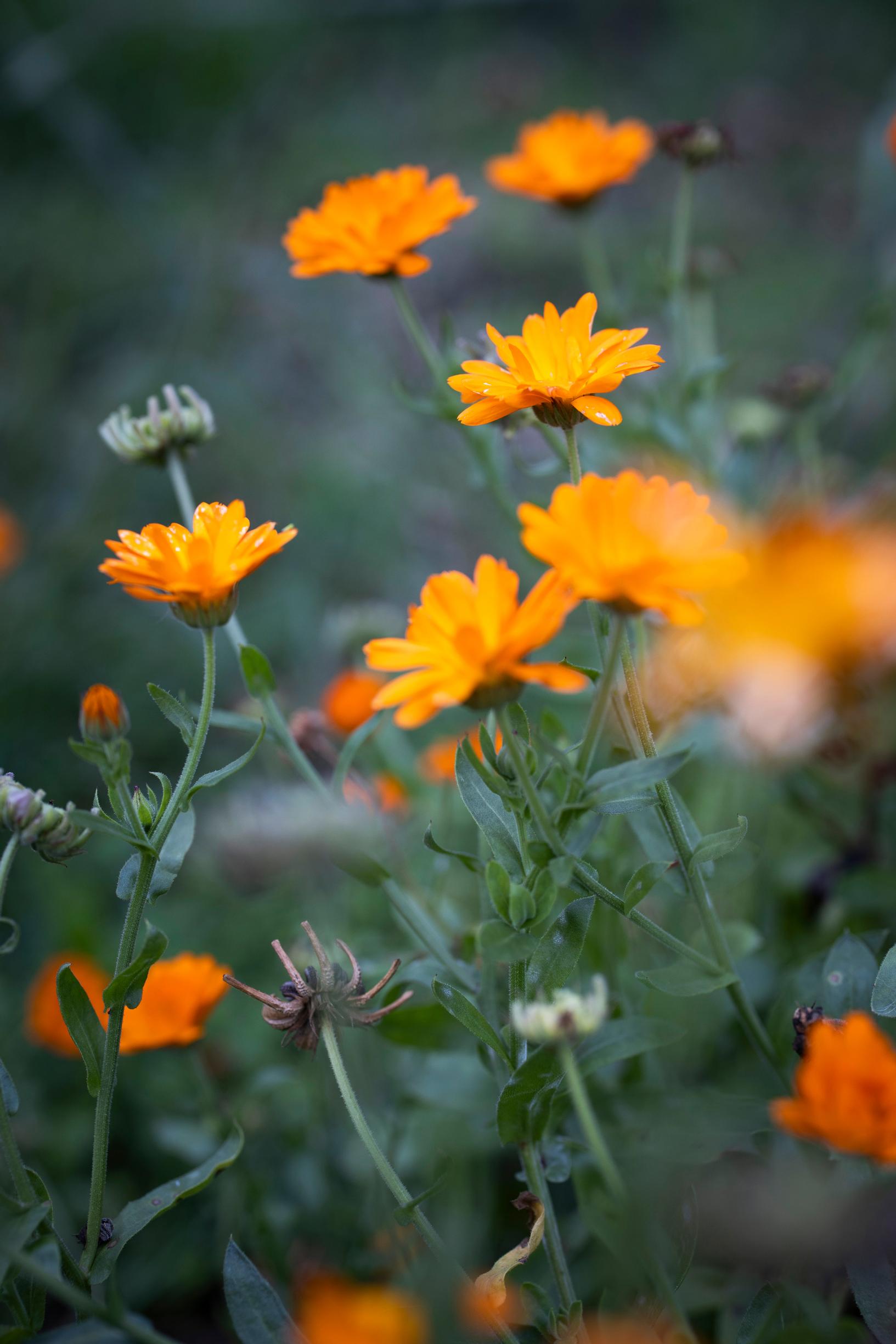 calendula