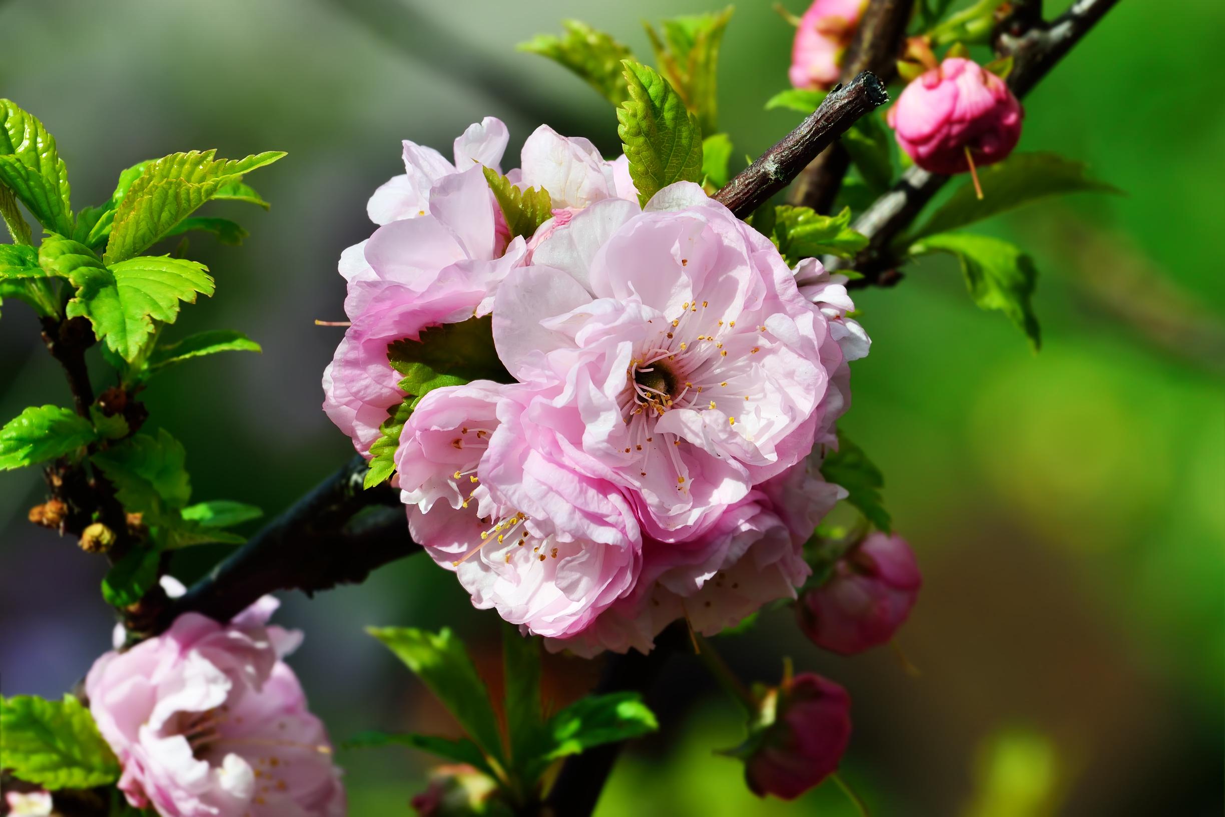 List of cherry tree varieties