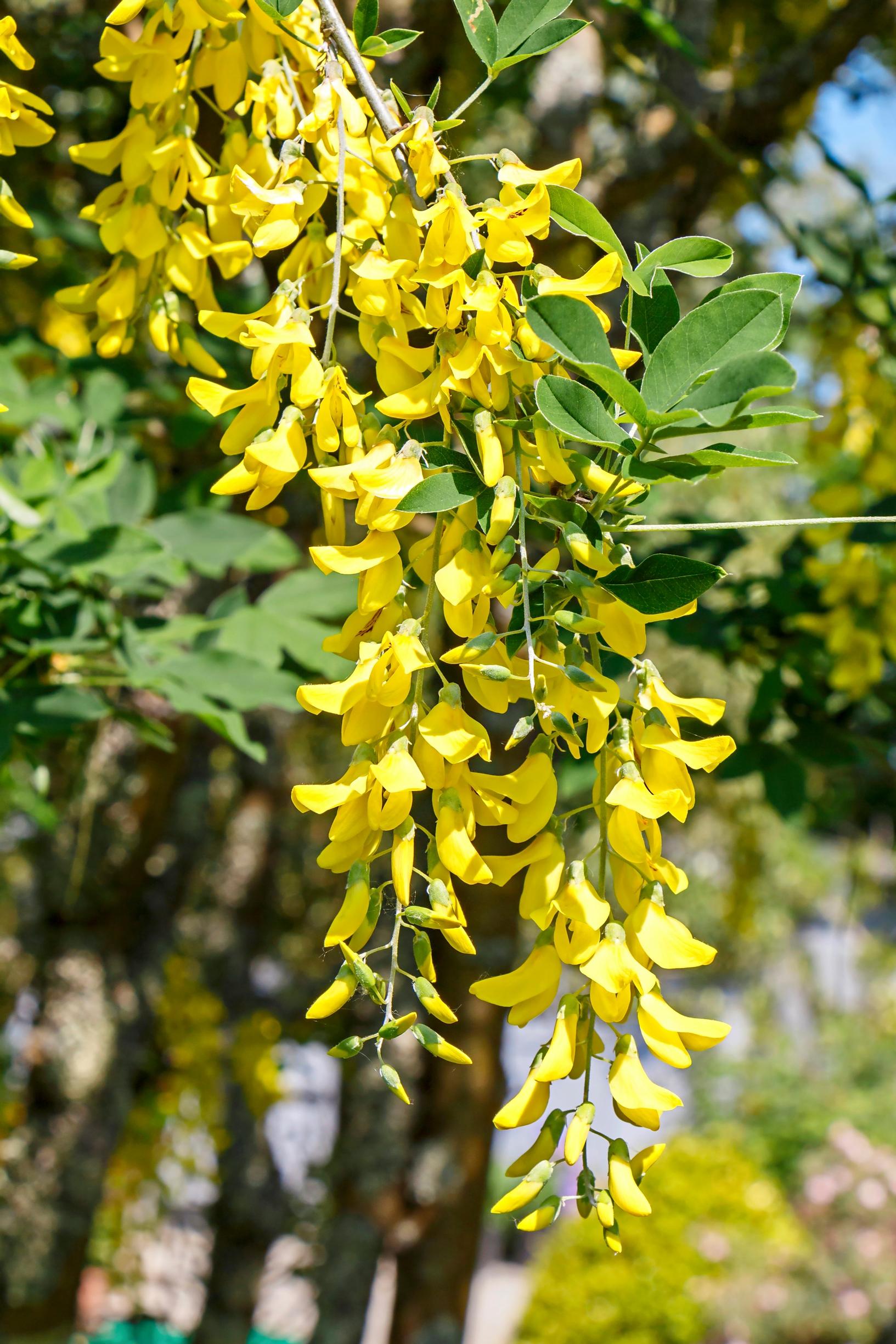 flowering trees for cold climate