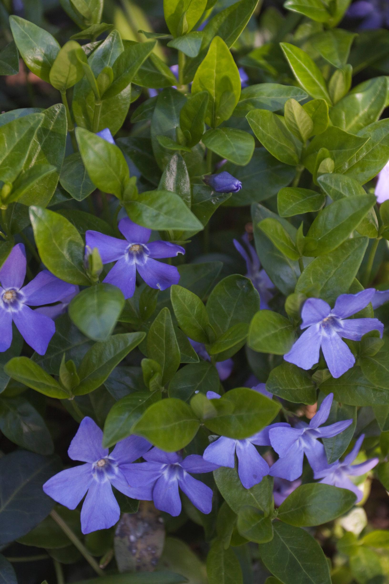Periwinkle
