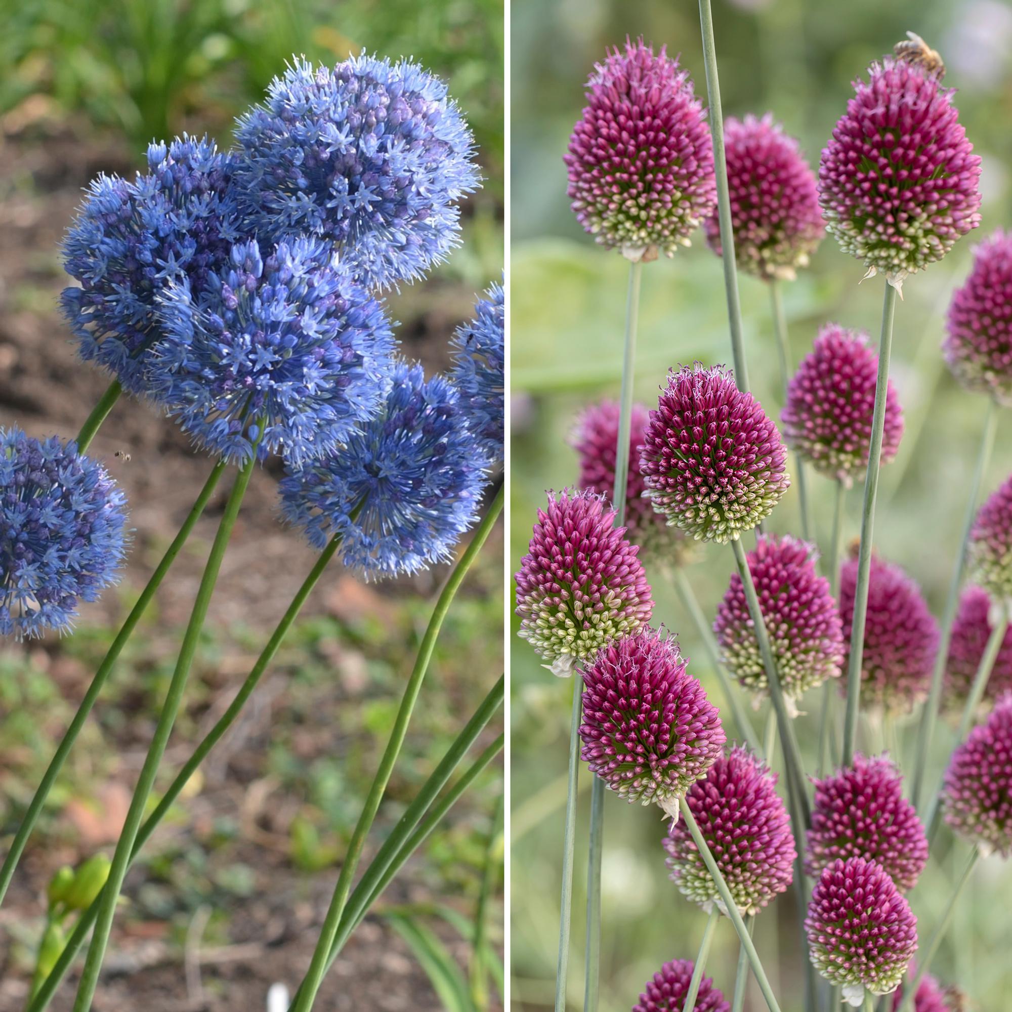 These tall alliums turn heads: ‘Globemaster,’ meadow-friendly round-headed allium, plus 10 more