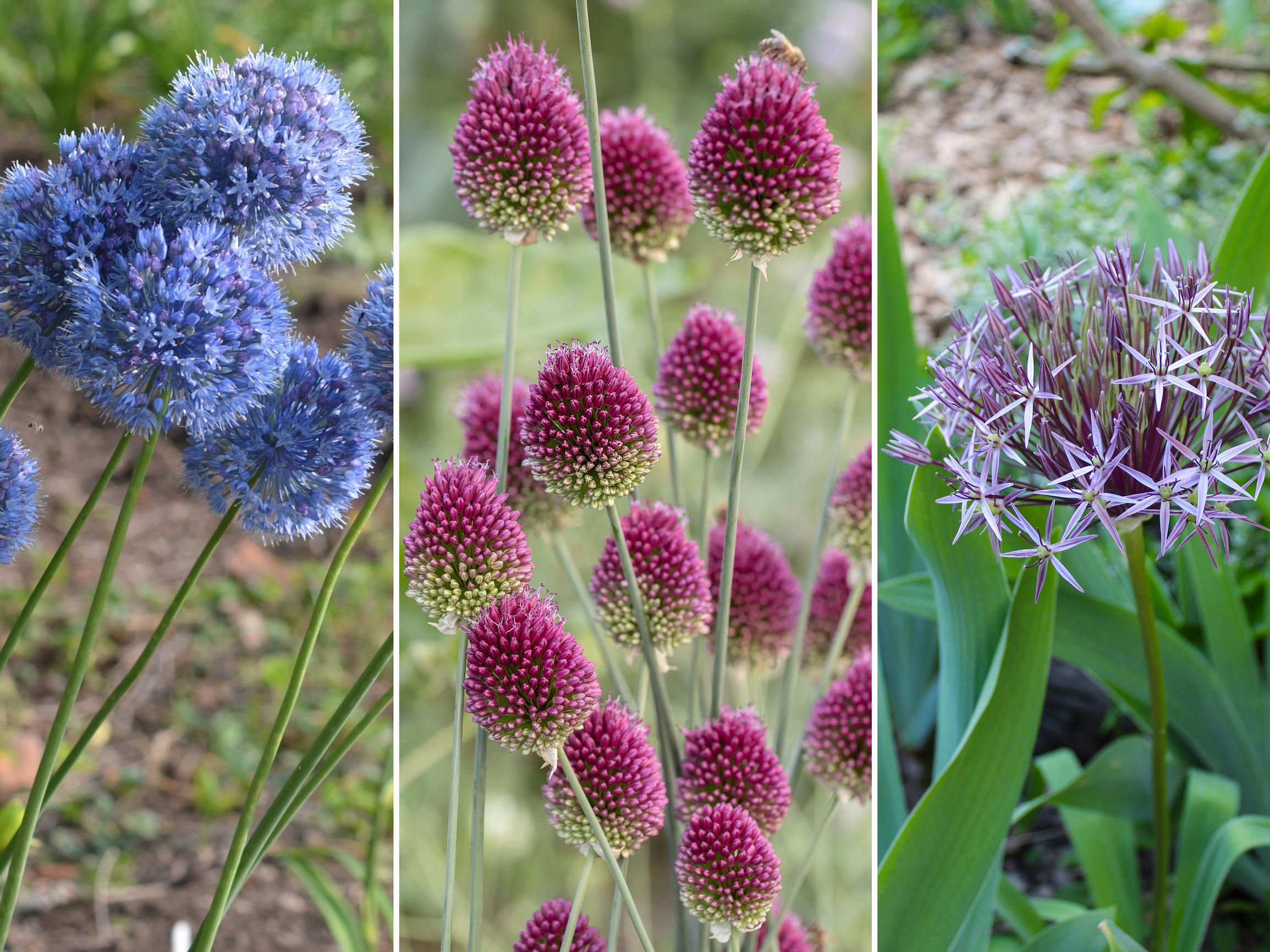 These tall alliums turn heads: ‘Globemaster,’ meadow-friendly round-headed allium, plus 10 more