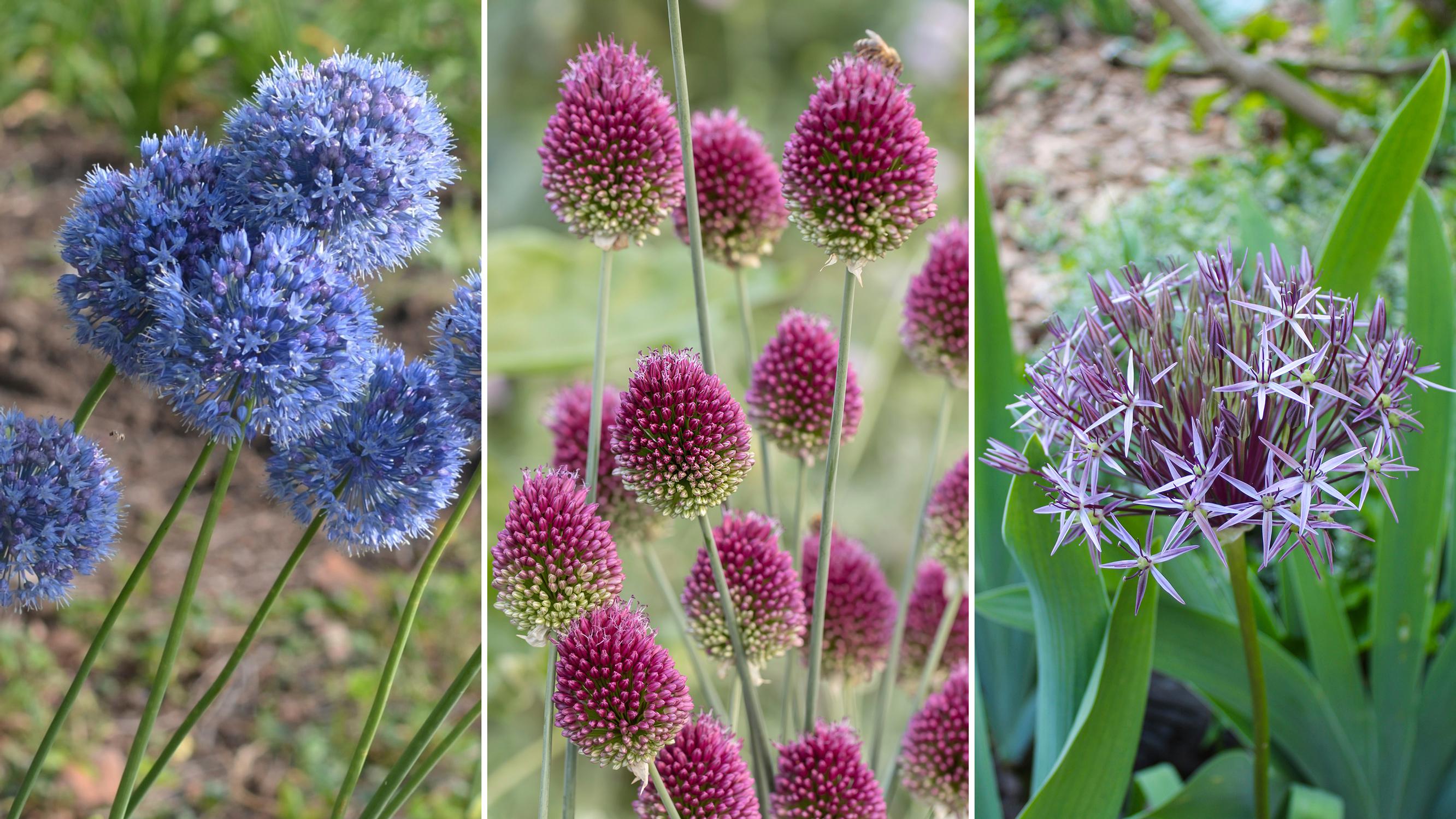 These tall alliums turn heads: ‘Globemaster,’ meadow-friendly round-headed allium, plus 10 more